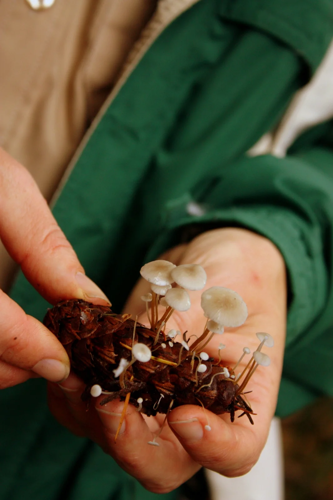  Strobilurus trullisatus - grows on pine cones. 