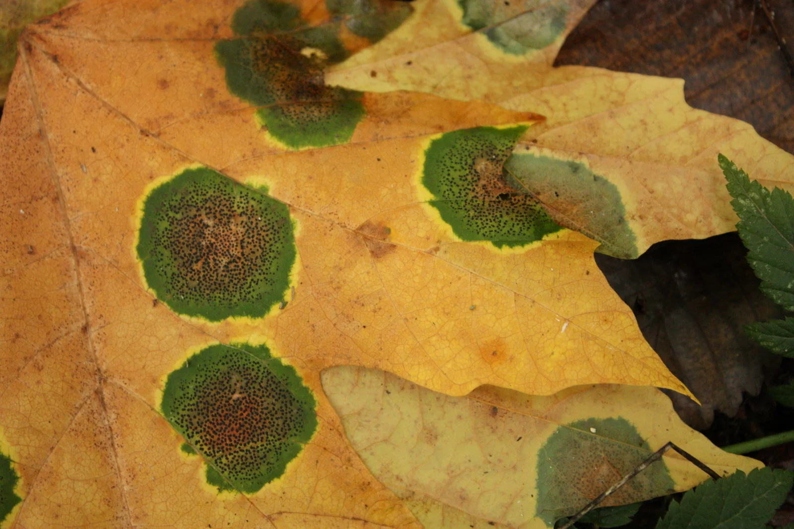  Tar spot fungus. Harnesses the chlorophyll in the leaf for its own purposes. 