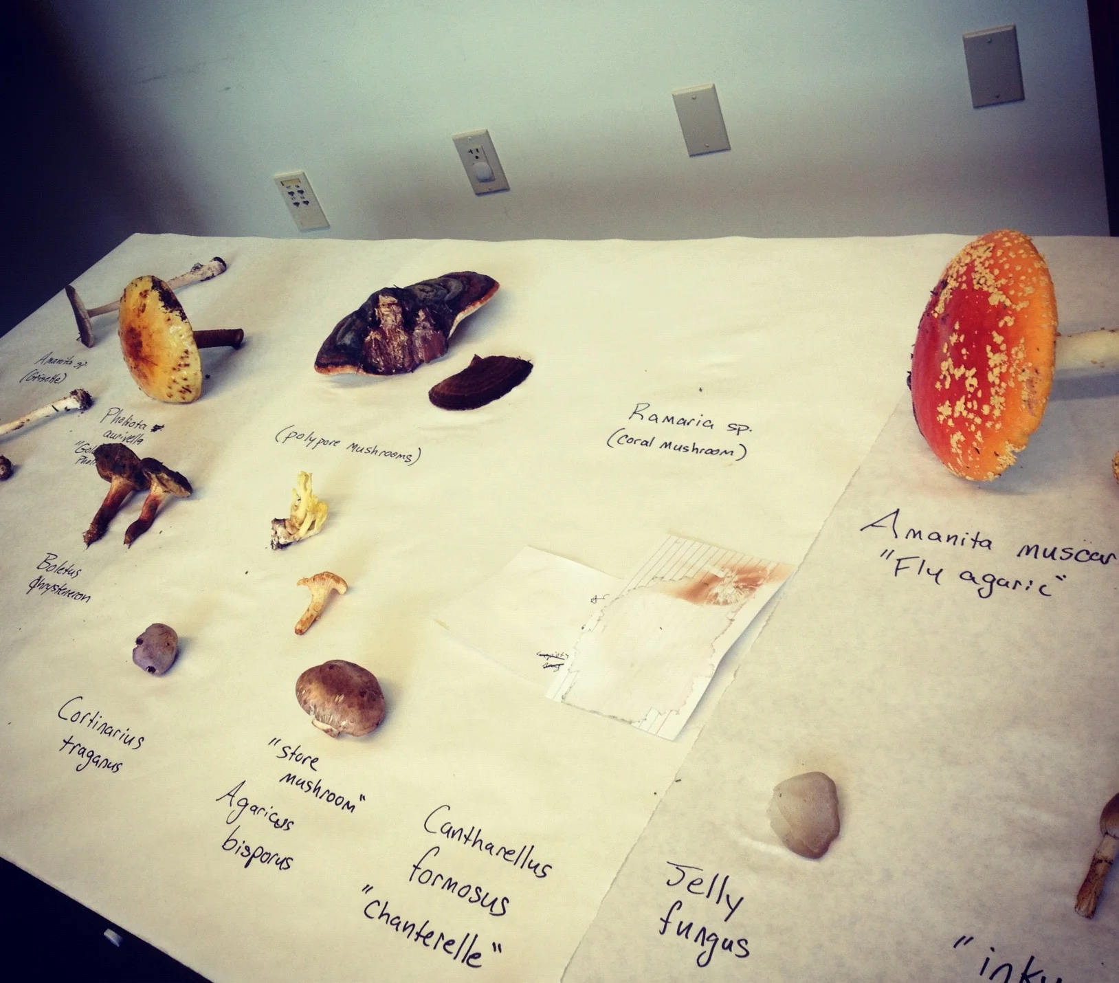 Discovery Park Mushroom Walk