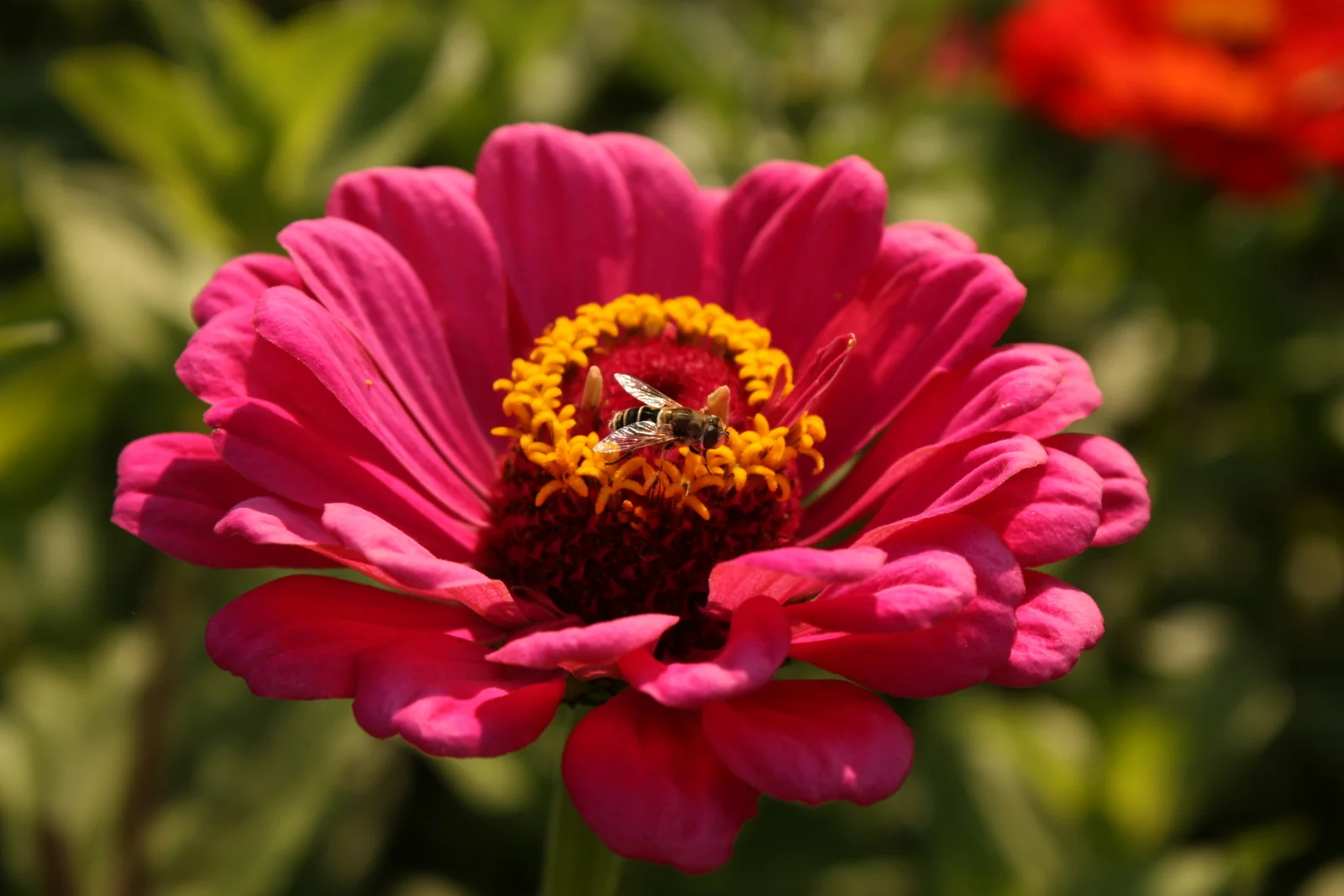  ...they run a yearly urban farm tour (pix from the tour in 2011 here: http://www.freshpickedseattle.com/photo-gallery/seattle-tilth-urban-farm-tour/)... 