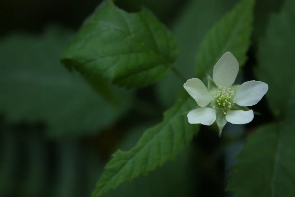  We then went out into the Park to put his lessons into practice. 