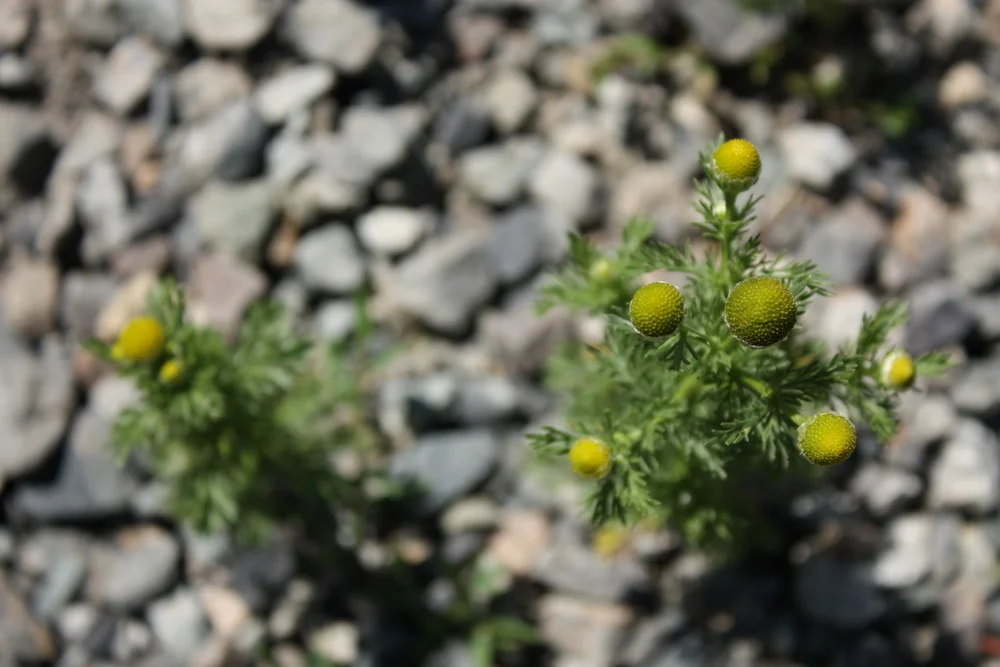 I also learned from a fellow sorta forager: this is pineapple weed (Matricaria discoidea) and it smells exactly like pineapple. It's also hard to take a good photo of. 