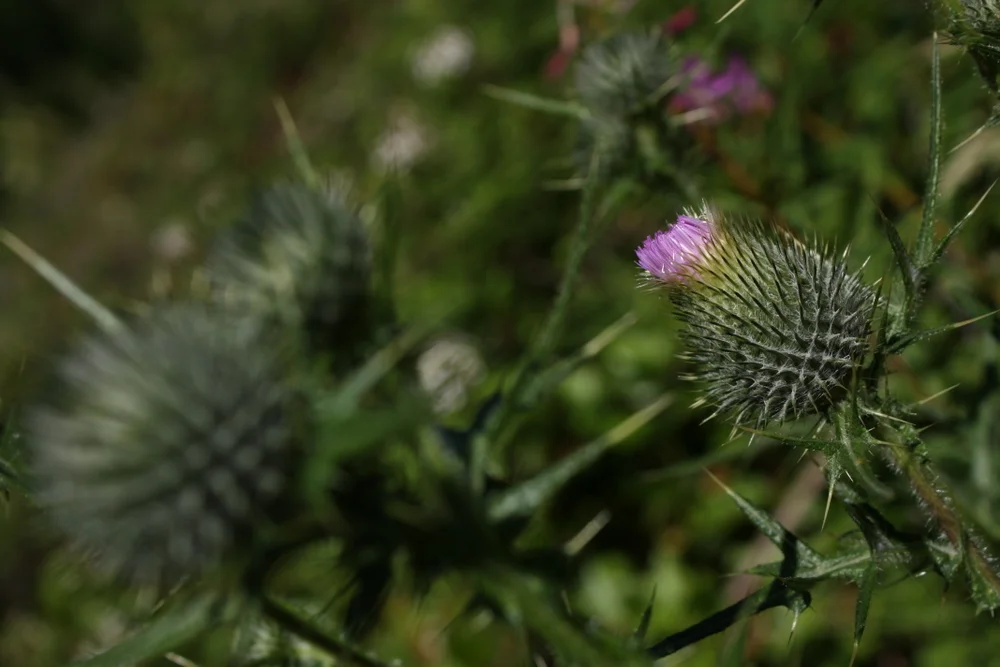  Canada thistle (Cirsium arvense). I have to admit that I am so used to only taking pictures to convey specific information, it was hard to settle into thinking only about aesthetics. 