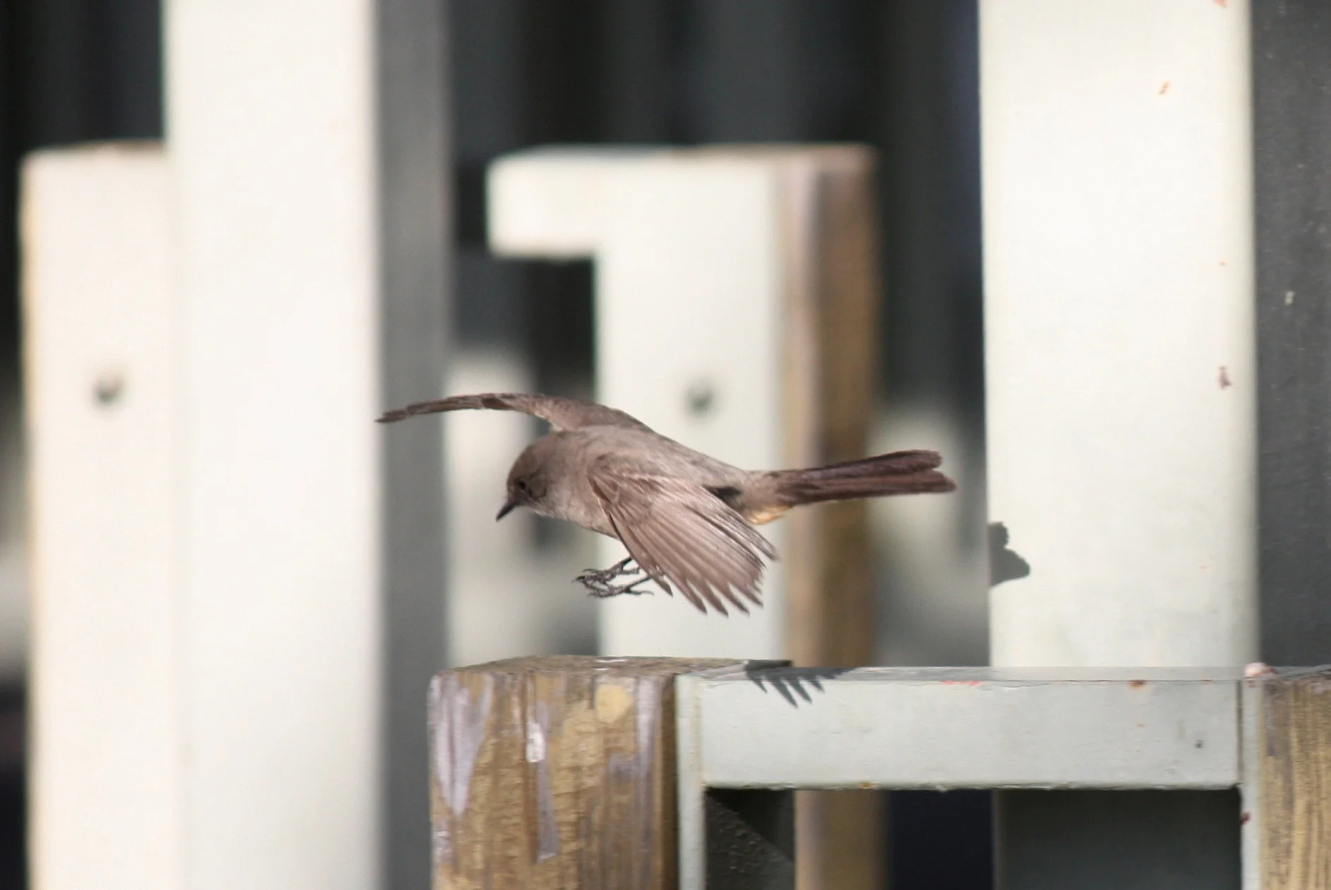  Ash-throated Flycatcher? I think. 