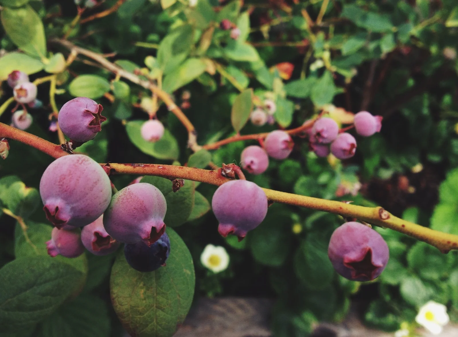  Breakfast at Huckleberry in Santa Monica. Tasty, cheerful, friendly. Two guys in their 40s in shorts and baseball caps were getting out of a BMW when we arrived, talking about "celebrities and non-celebrities." 