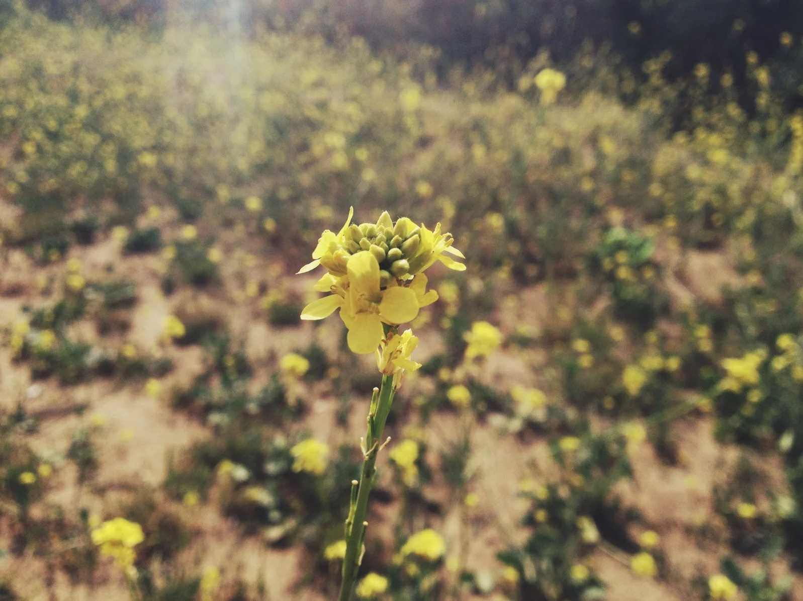  Then to Griffith Park for lunch and a hike up to the Observatory. 