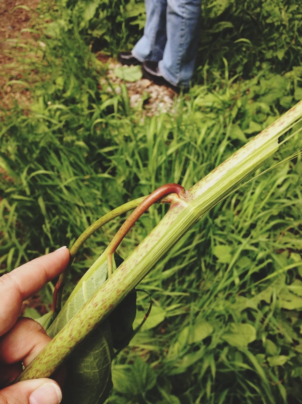  You know that invasive Japanese knotweed? The young shoots can be used as a rhubarb substitute. (Both are in buckwheat family.) 