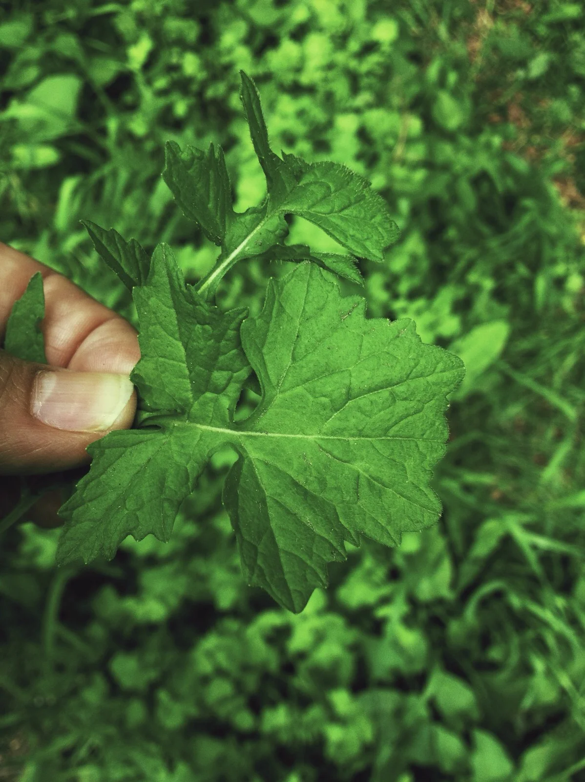  A new favorite from the walk: hedge mustard/wild mustard. Tastes like a spicy combo of the fresh green of broccoli stems + mustard. Delicious! 