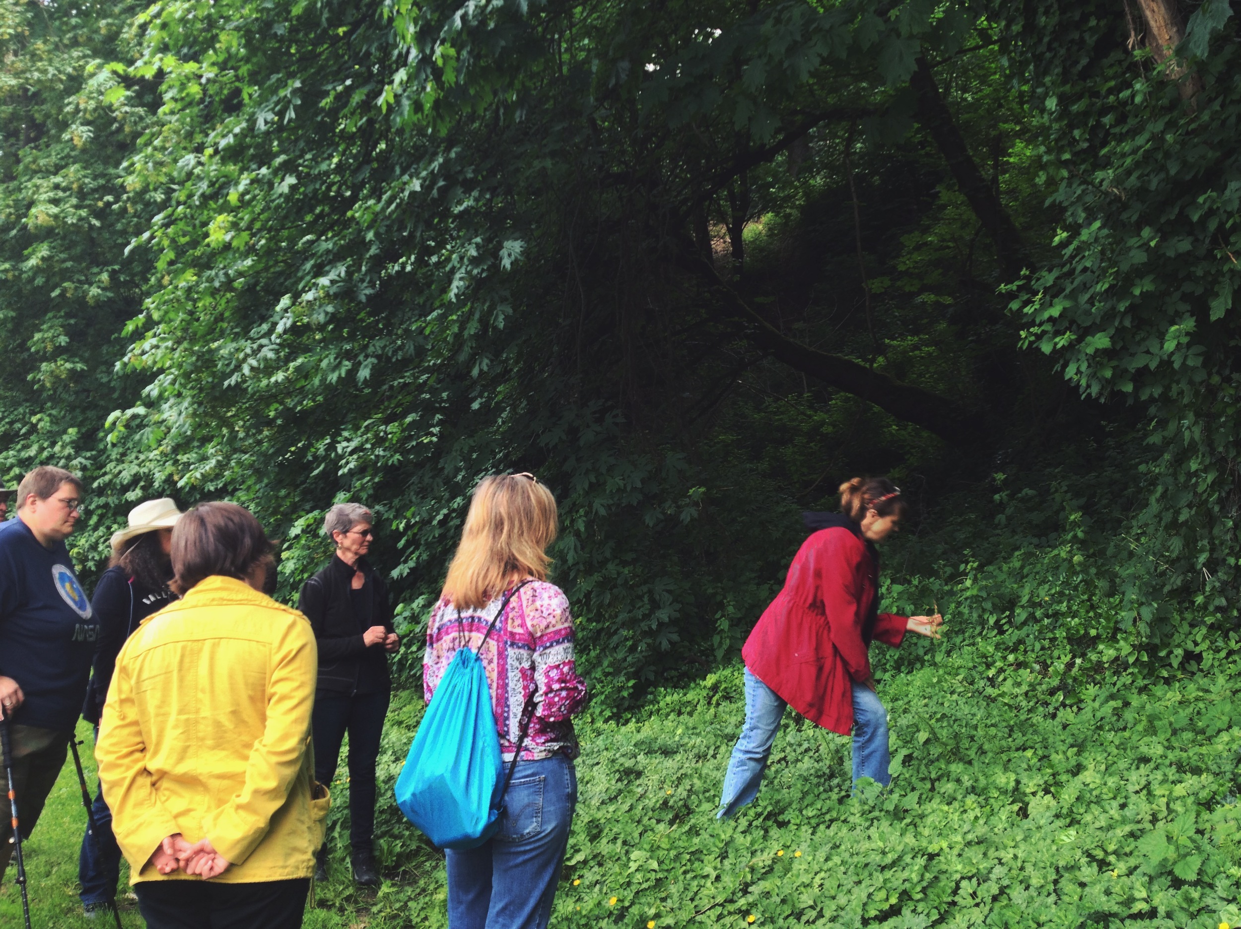  We called this a walk, but honestly, the robust diversity of the plants in this small stretch of Golden Gardens Park was so great, Melany was able to show us many examples from just one compact area. It really drove home to me how much wild food is 