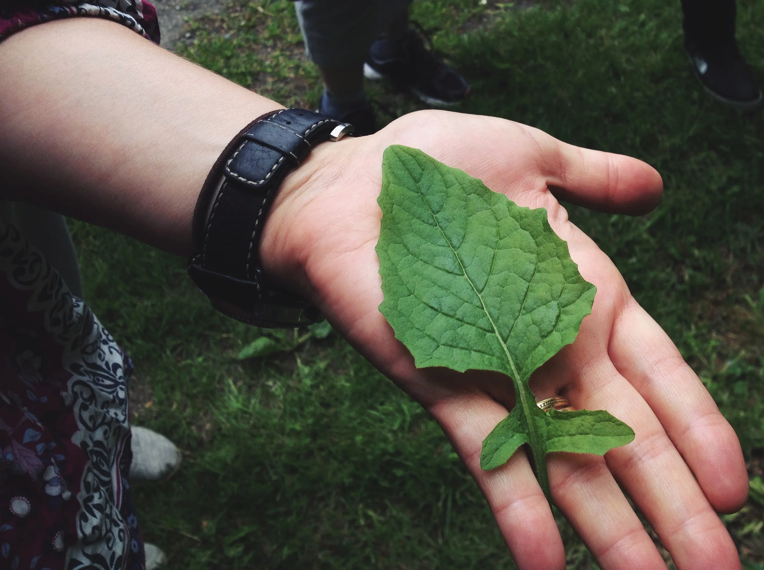  Nipplewort leaf. One thing Melany encourages people to think about is simply adding some wild greens to salads and other dishes to increase the diversity in your diet and take advantage of getting some super freshly-picked nutrients into our diets. 