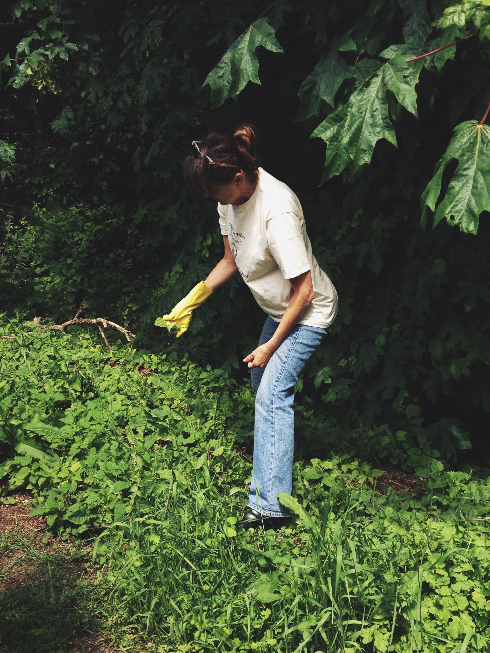  Melany Vorass demonstrates nettle picking technique (and discusses the seeming inevitability of occasional stings; it's not the end of world). 