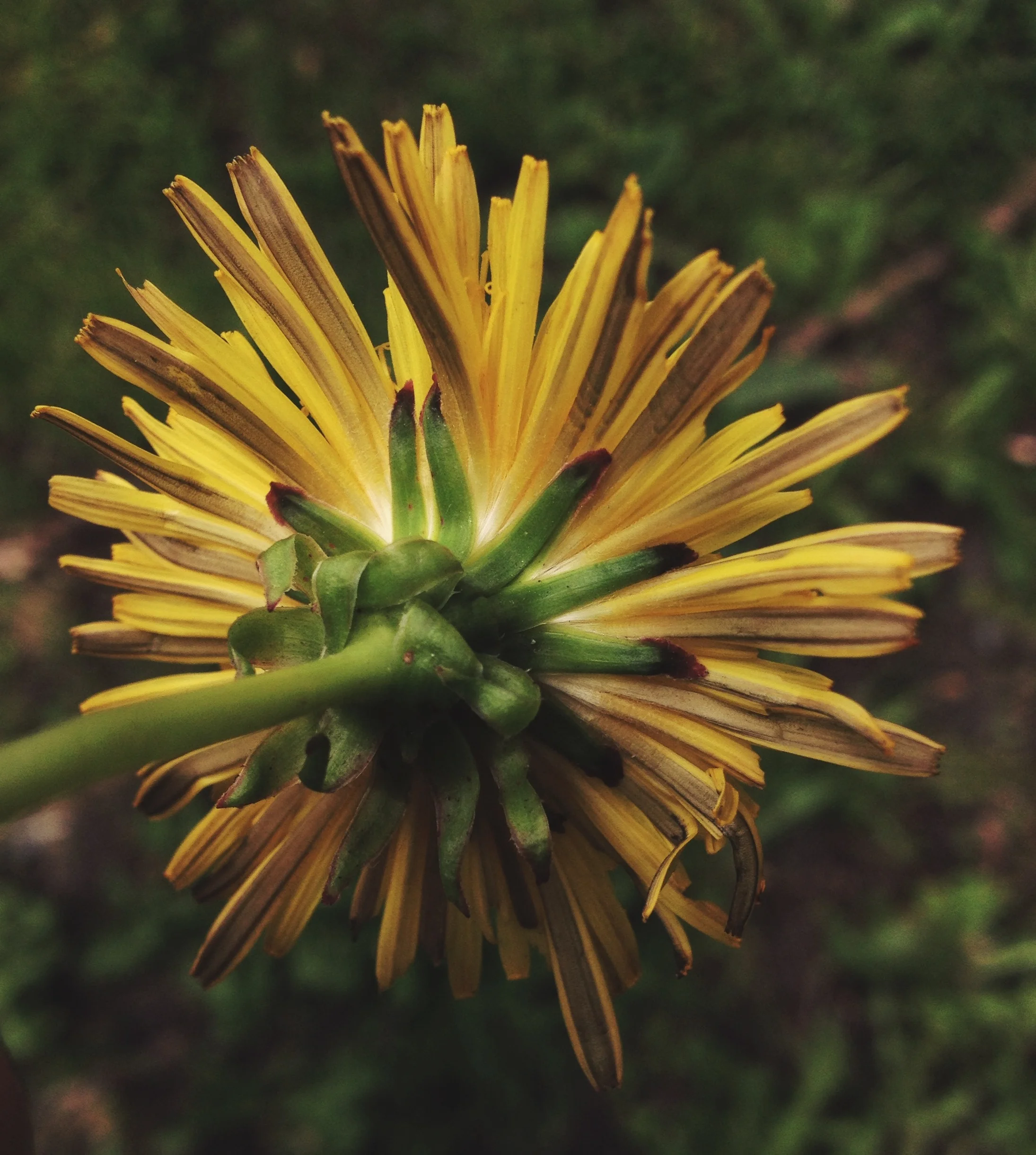  The bracts of the dandelion (green petal-like structures surrounding petals) are quite bitter but mellow nicely when the heads are battered and fried as fritters. 