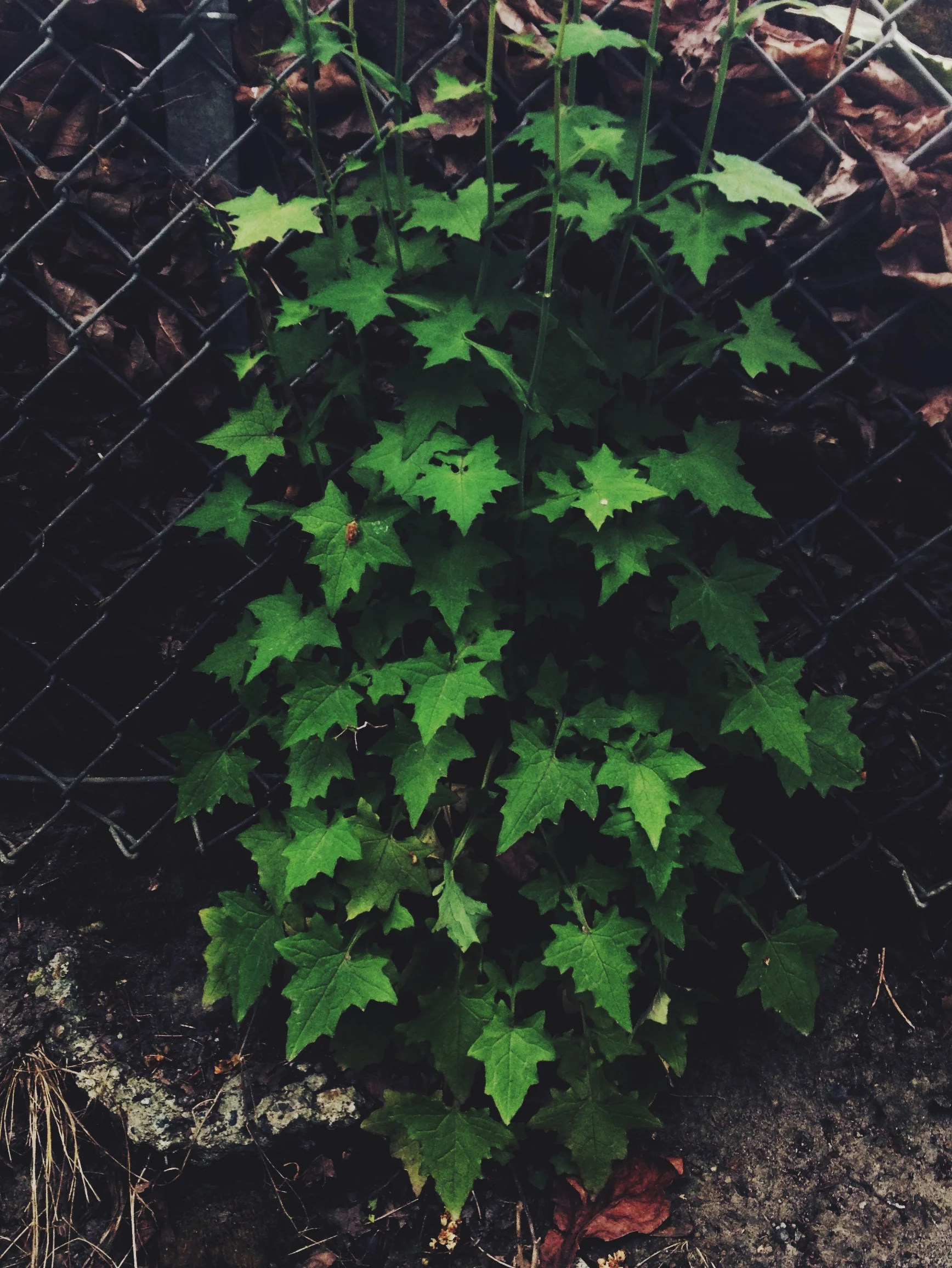  Not all wild edibles are worth it. Wall lettuce is pretty bitter. I volunteered to take one for the team. It didn't seem too bitter at first for the tiny bite I took, but the aftertaste was no good. 