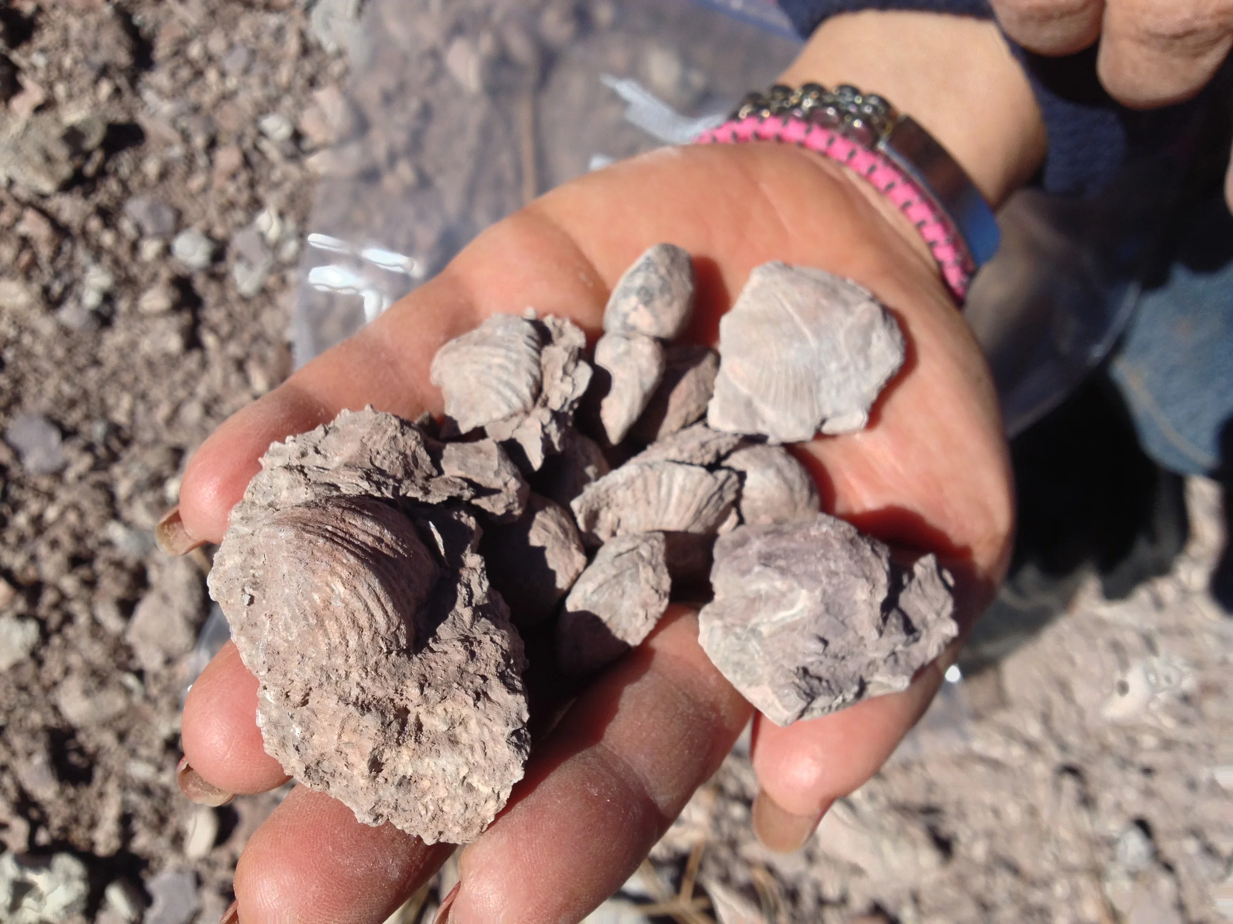  Outside of Payson, AZ, a sign alerted me to a "Paleo Site." Turned out to be a fossil digging site. http://www.adventurenuts.com/Paleo-Site.html 