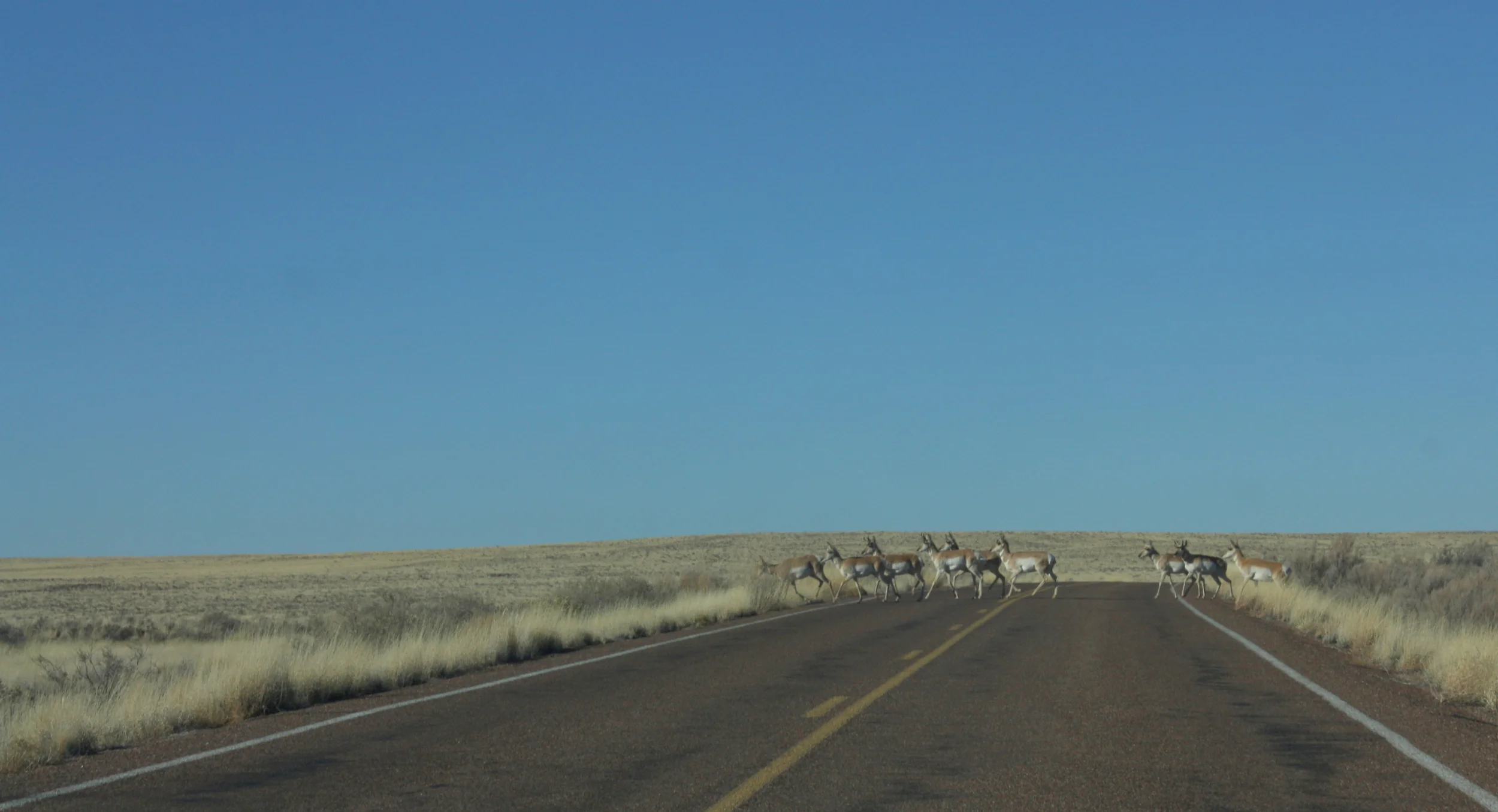  Pronghorns 