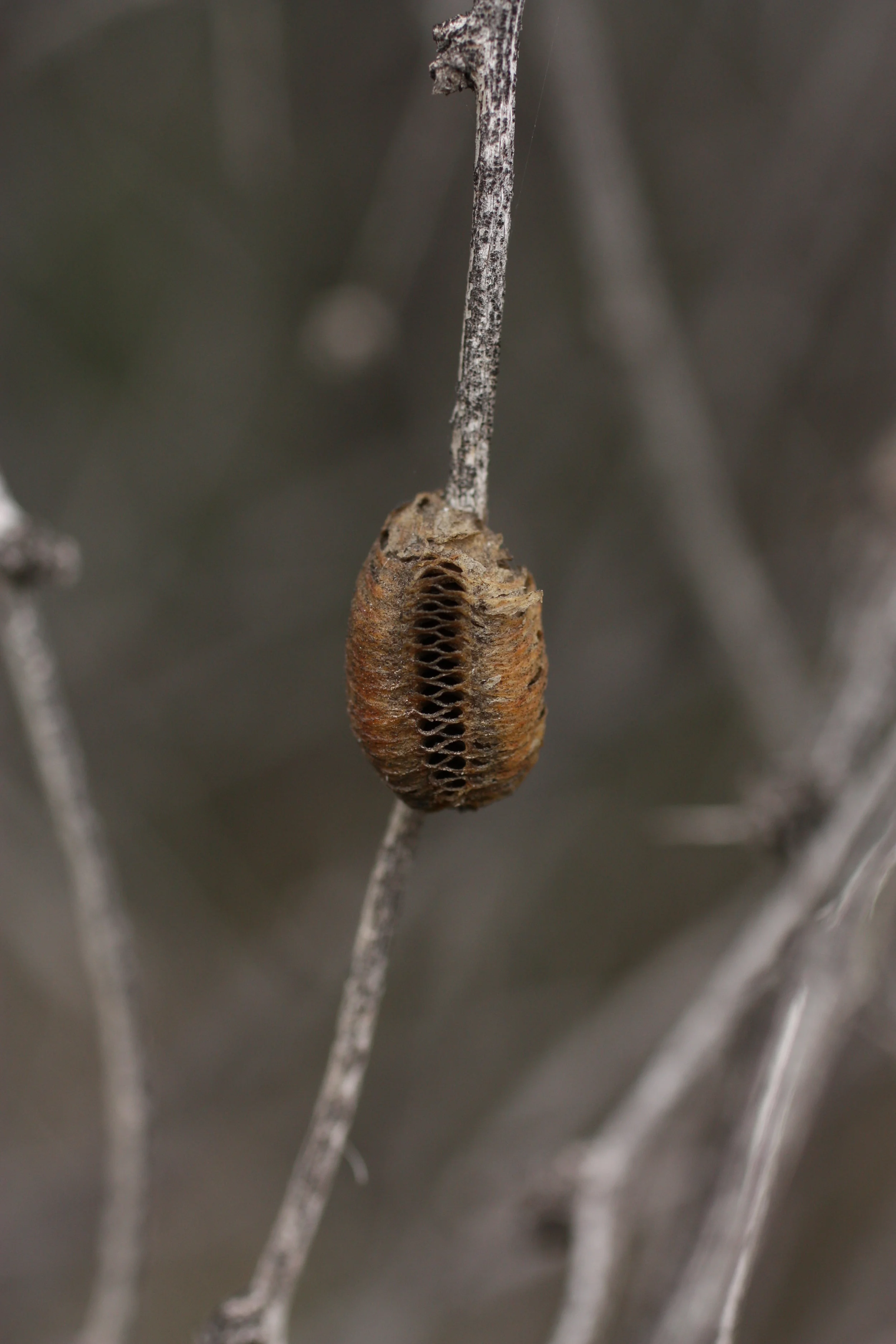  It was suggested to me by a Flickr user that this is an ootheca, a casing for eggs. I think it might be for a mantis? 