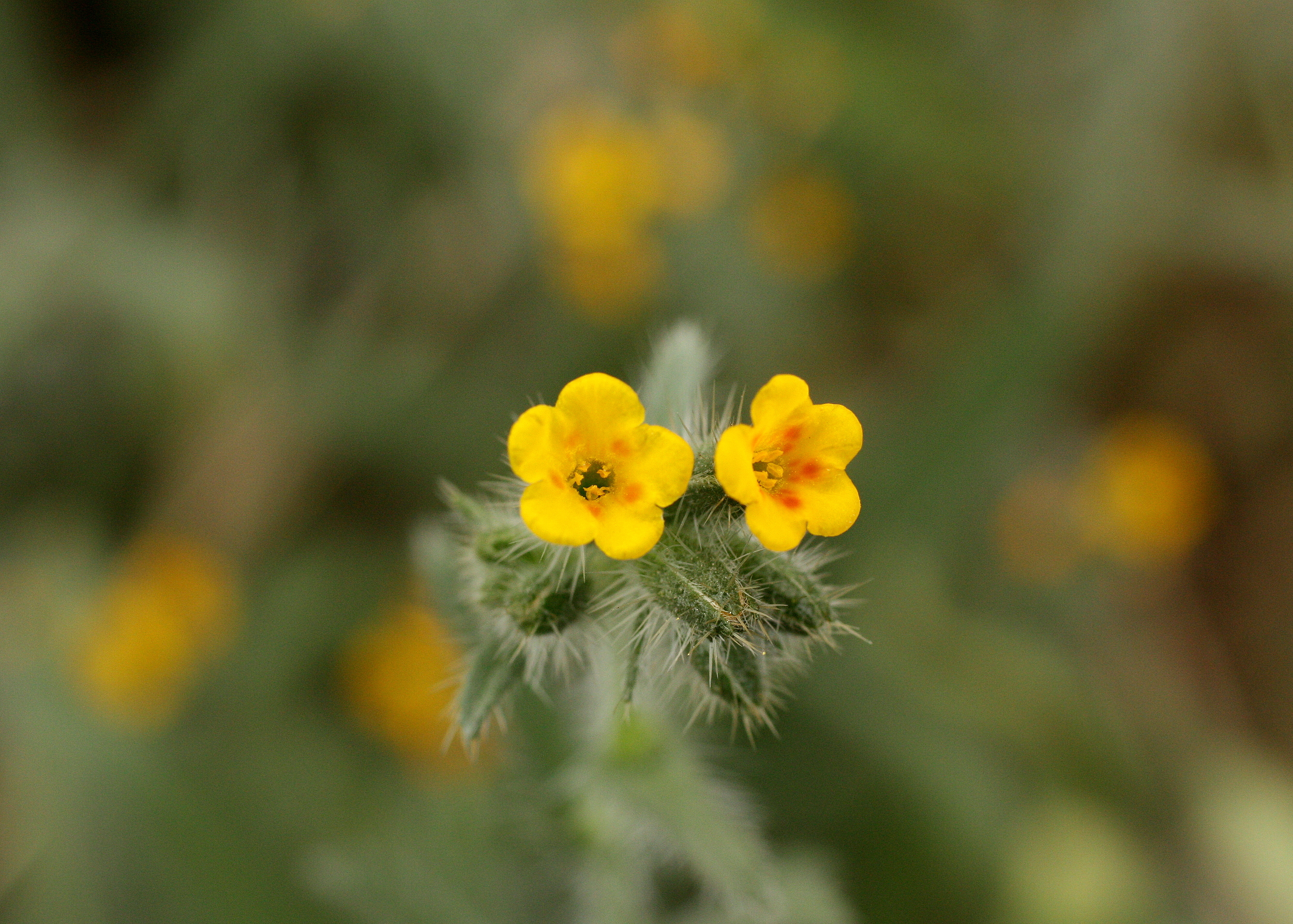  I think this is Orange Fiddlestick and I ID'd it using some knowledge I got from the 6-wk ID course thru the UW Botanic Gardens. I really loved this class and recommend it highly. 