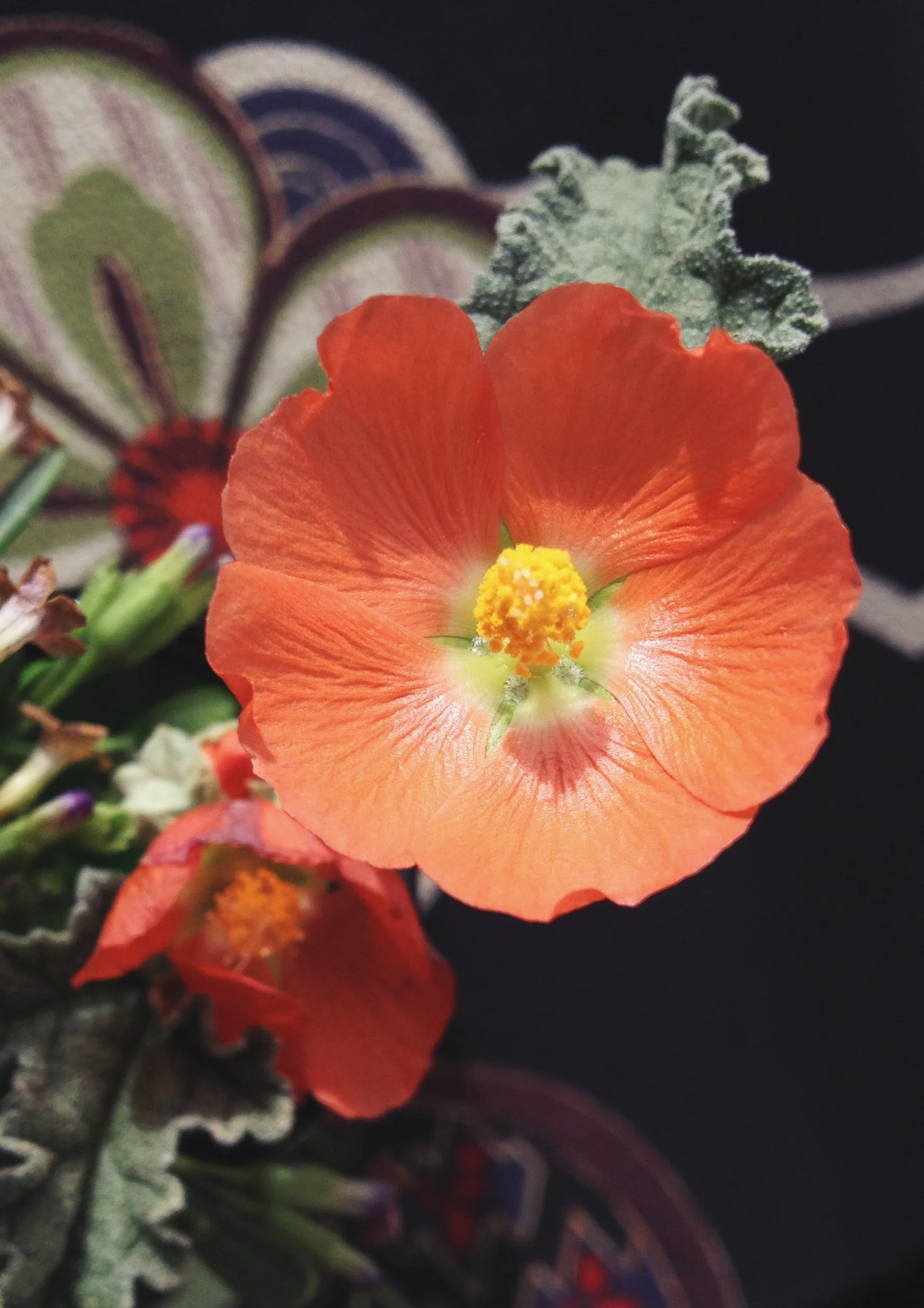  A closer look at globemallow (Sphaeralcea ambigua - I think) 