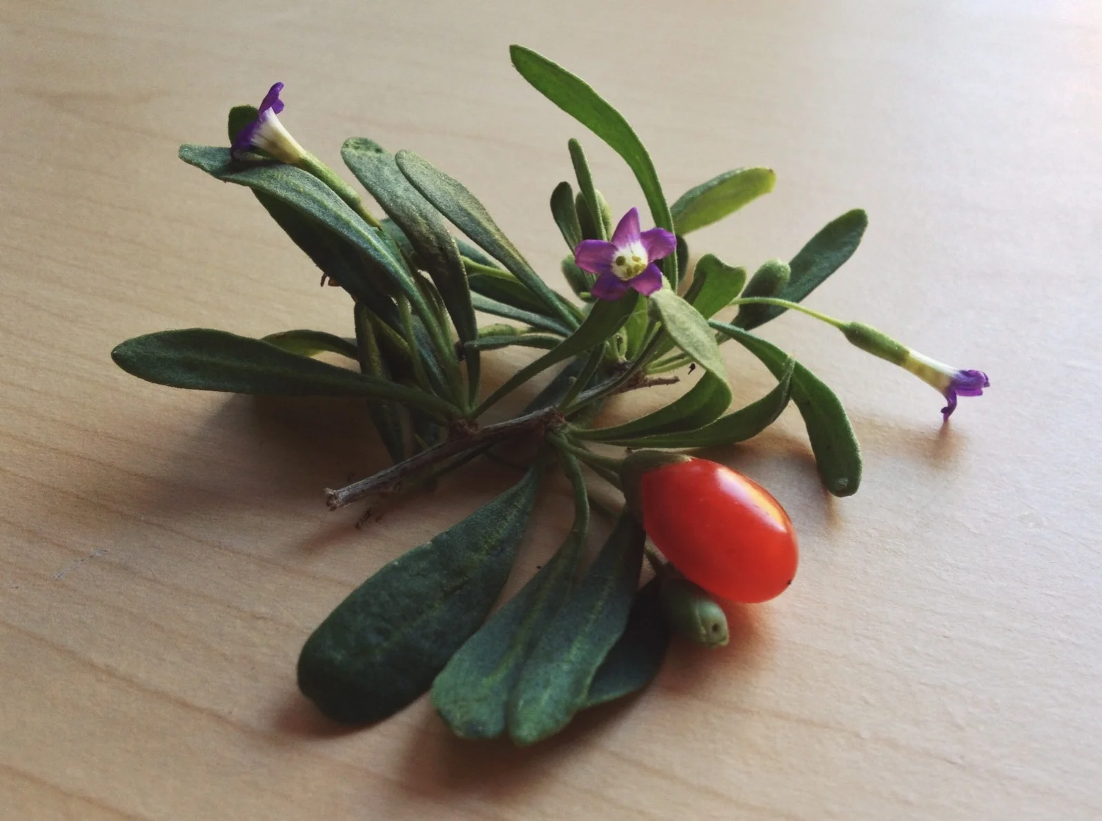  Lycium fremontii, wolfberry. All initial sources i found say they're edible. Related to both tomatoes & bittersweet nightshade. 