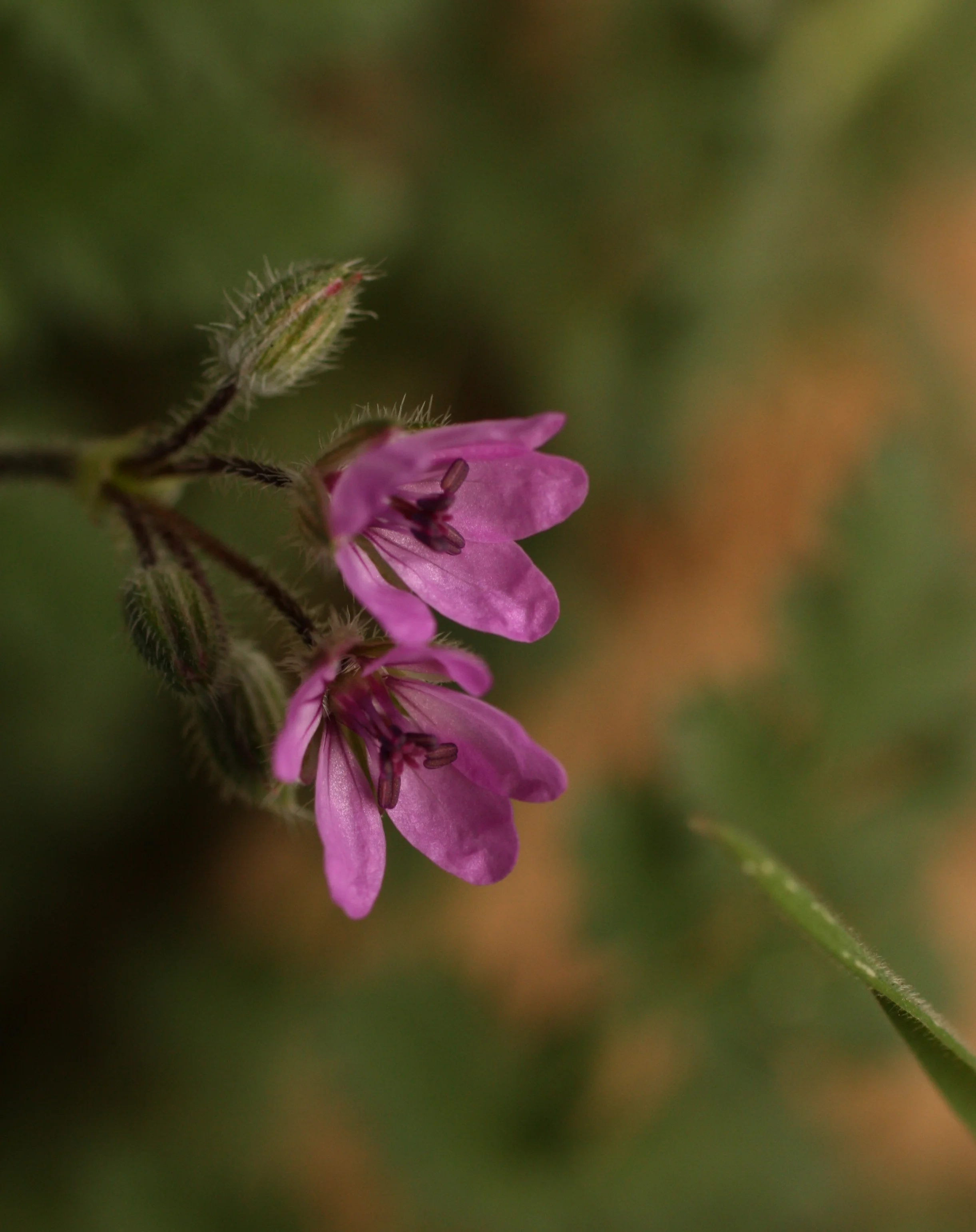  I think this is Desert Heron's Bill (Erodium texanum) and a relative of our own Stinky Bob. 