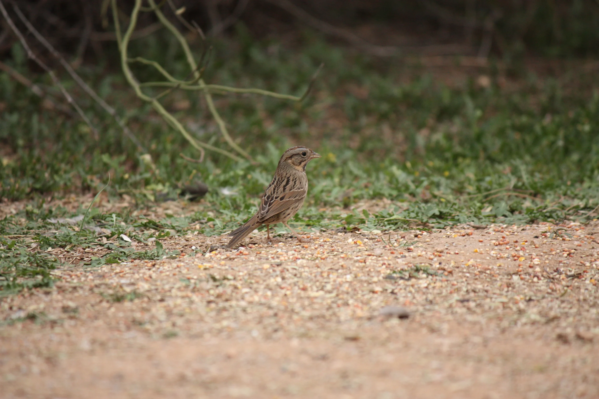  Song sparrow 