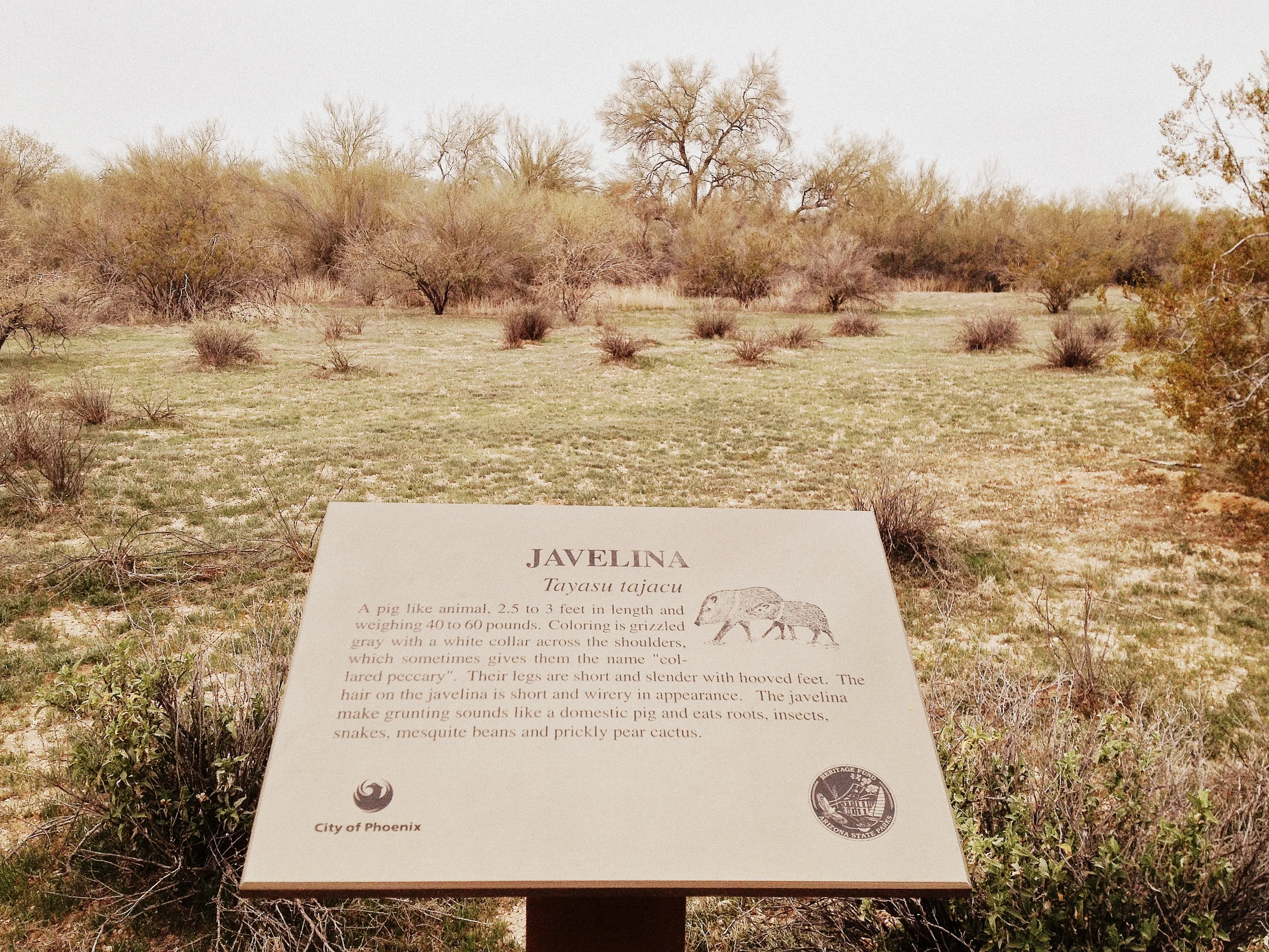  I never did spot a javelina. 