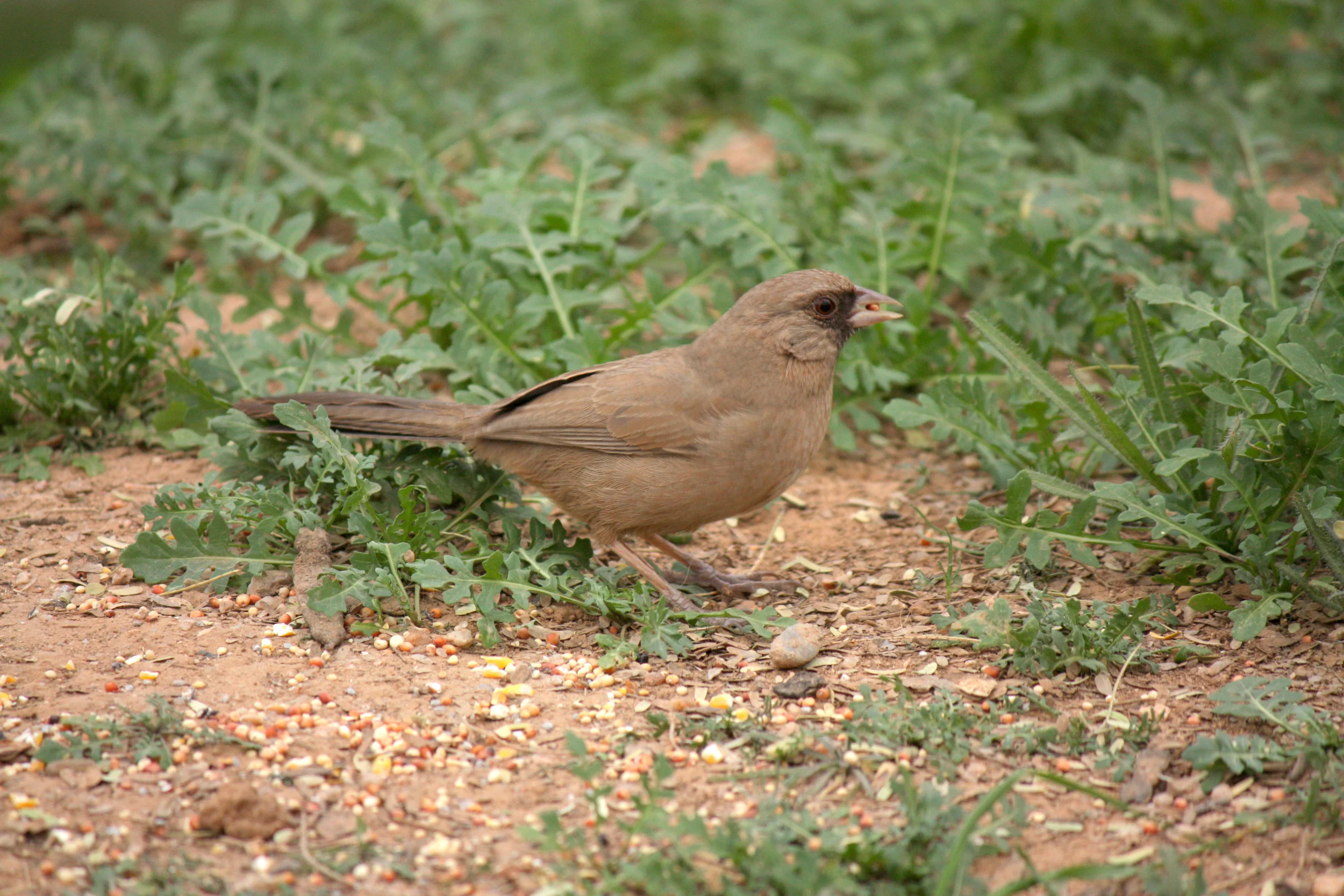  Abert's Towhee. (I think.) 