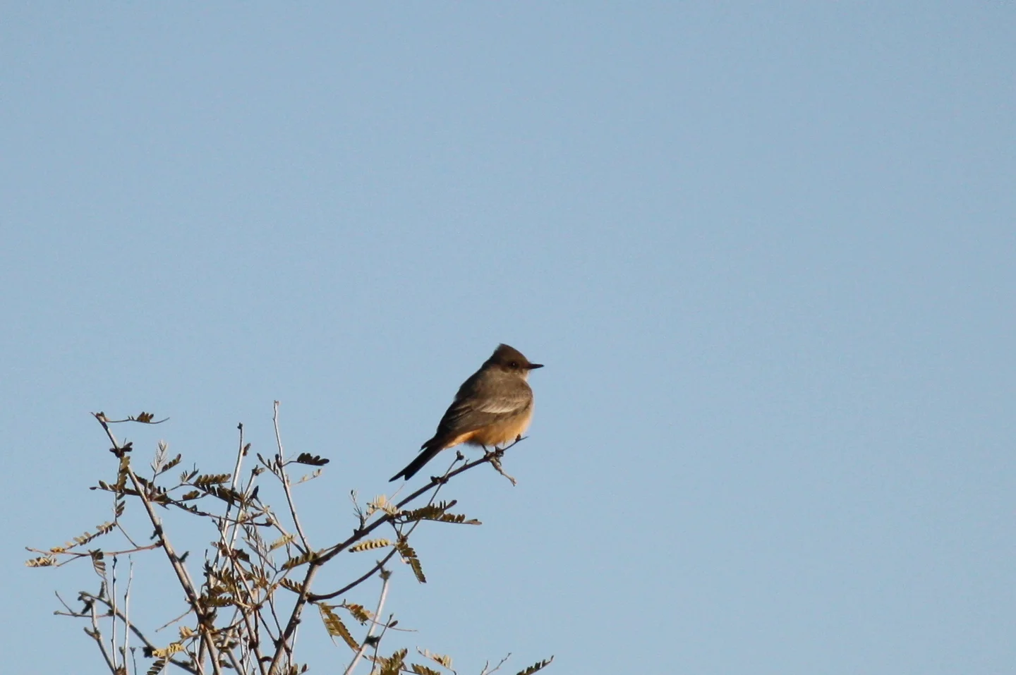  Ash-throated Flycatcher? Maybe? 