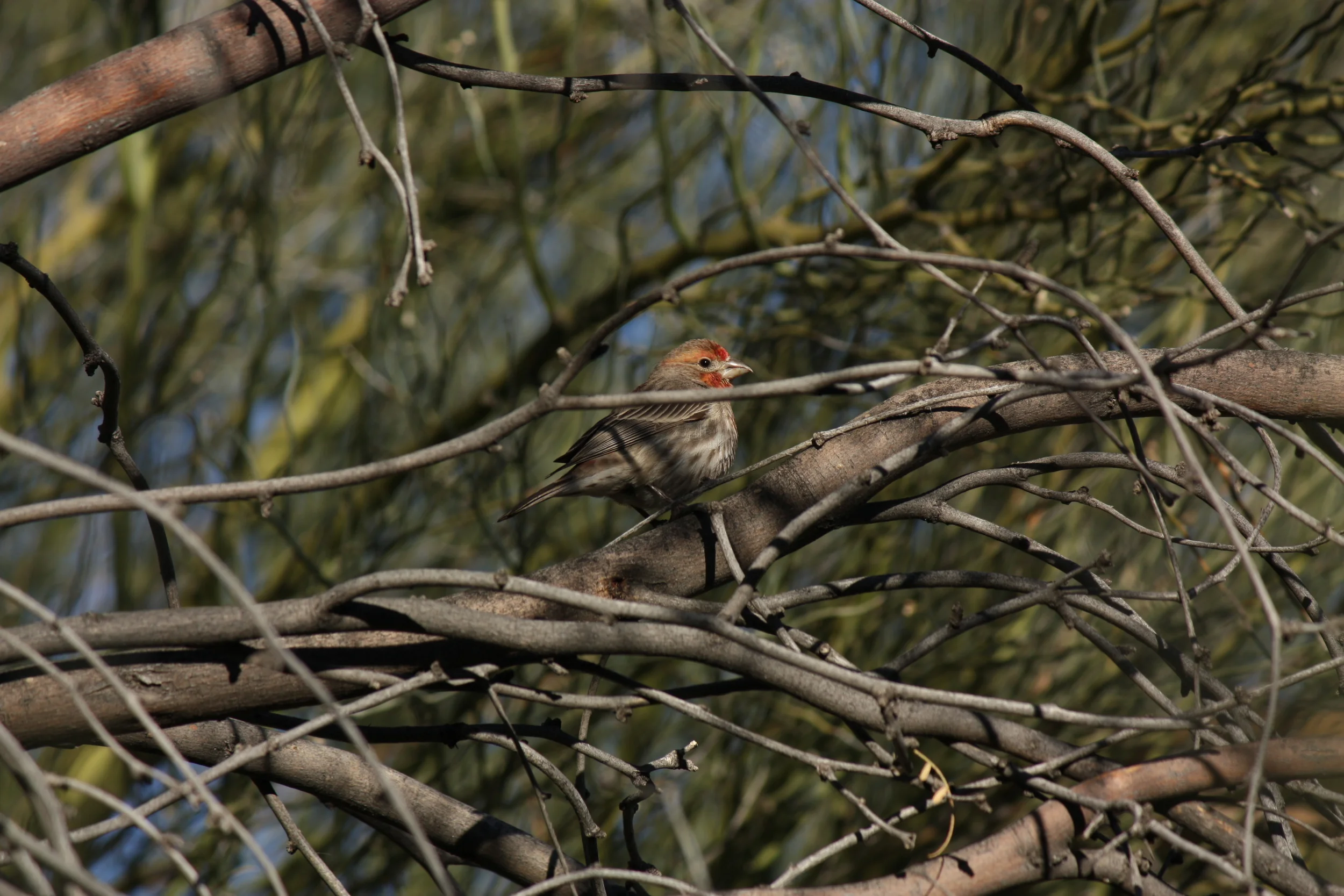  House Finch 