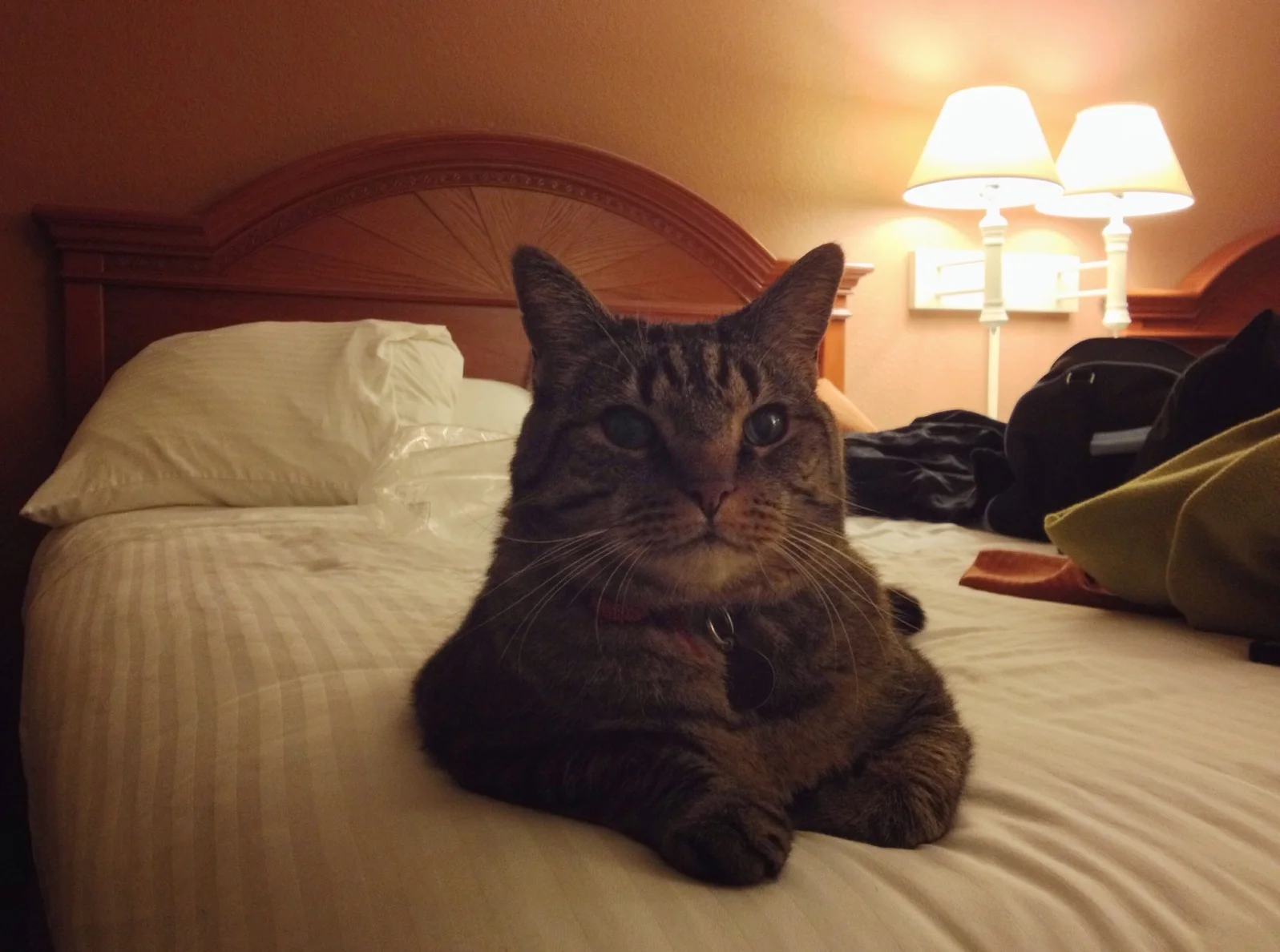  My road dog in Provo 