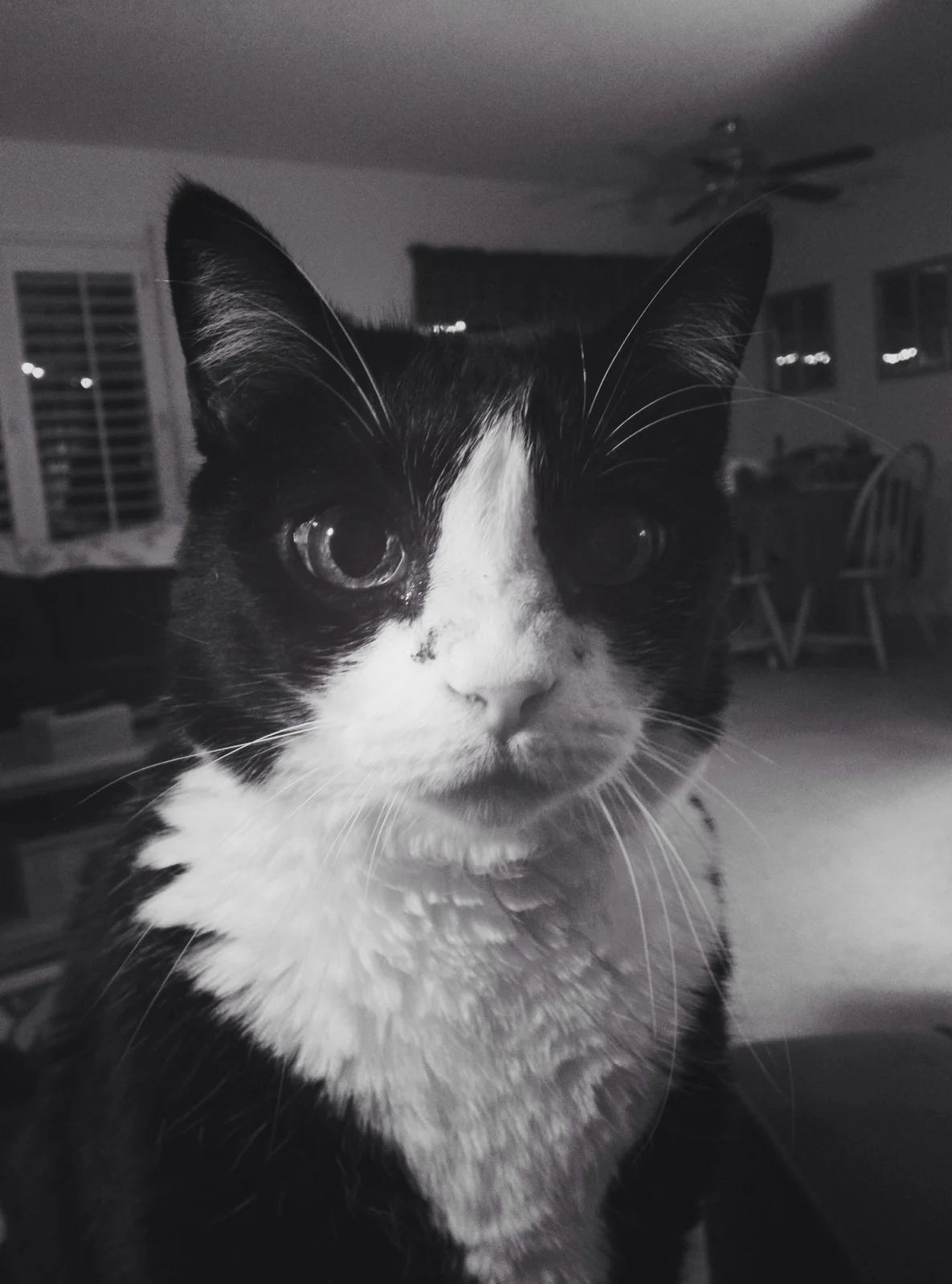  Home for Christmas and cats 