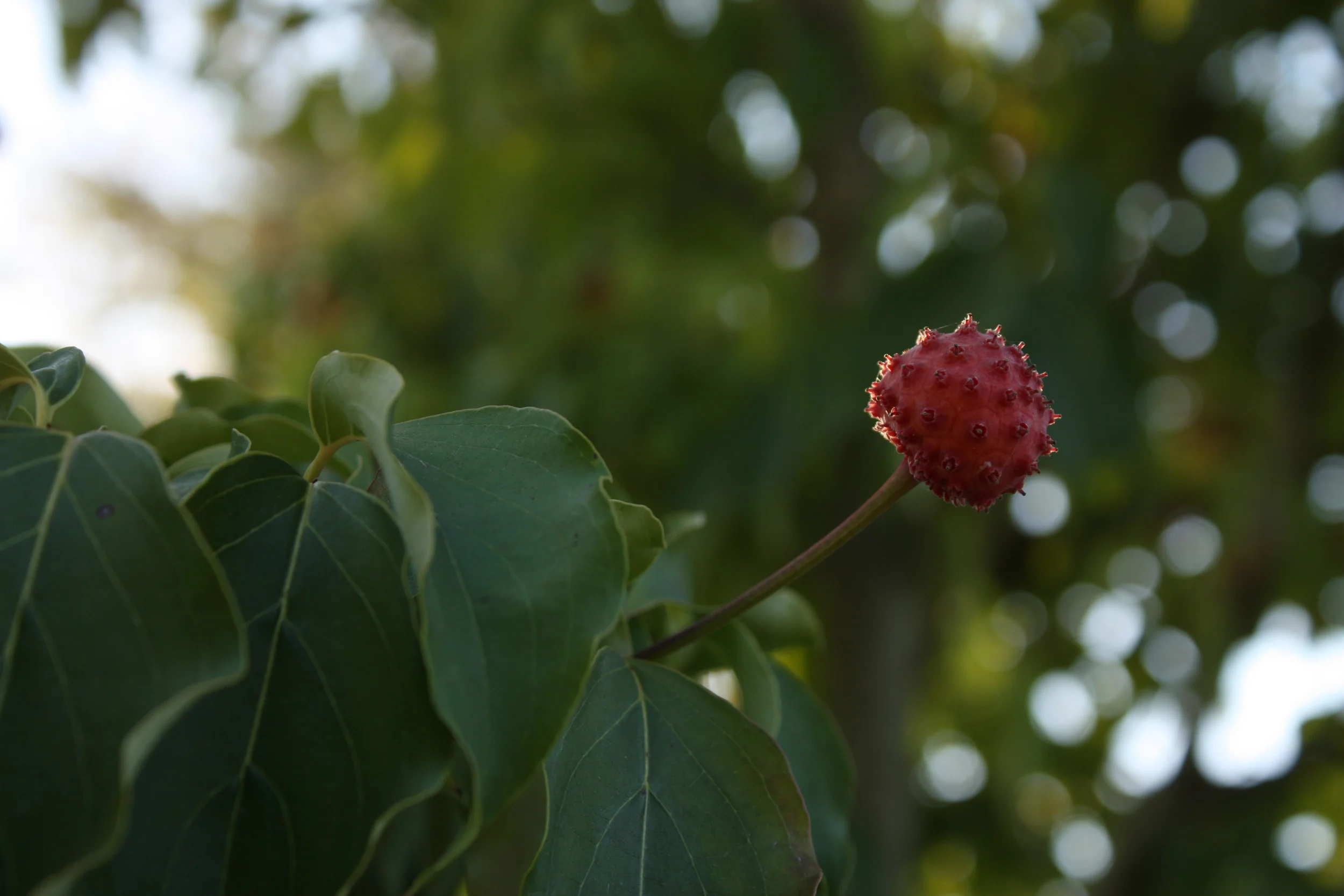  Kousa dogwood berry 
