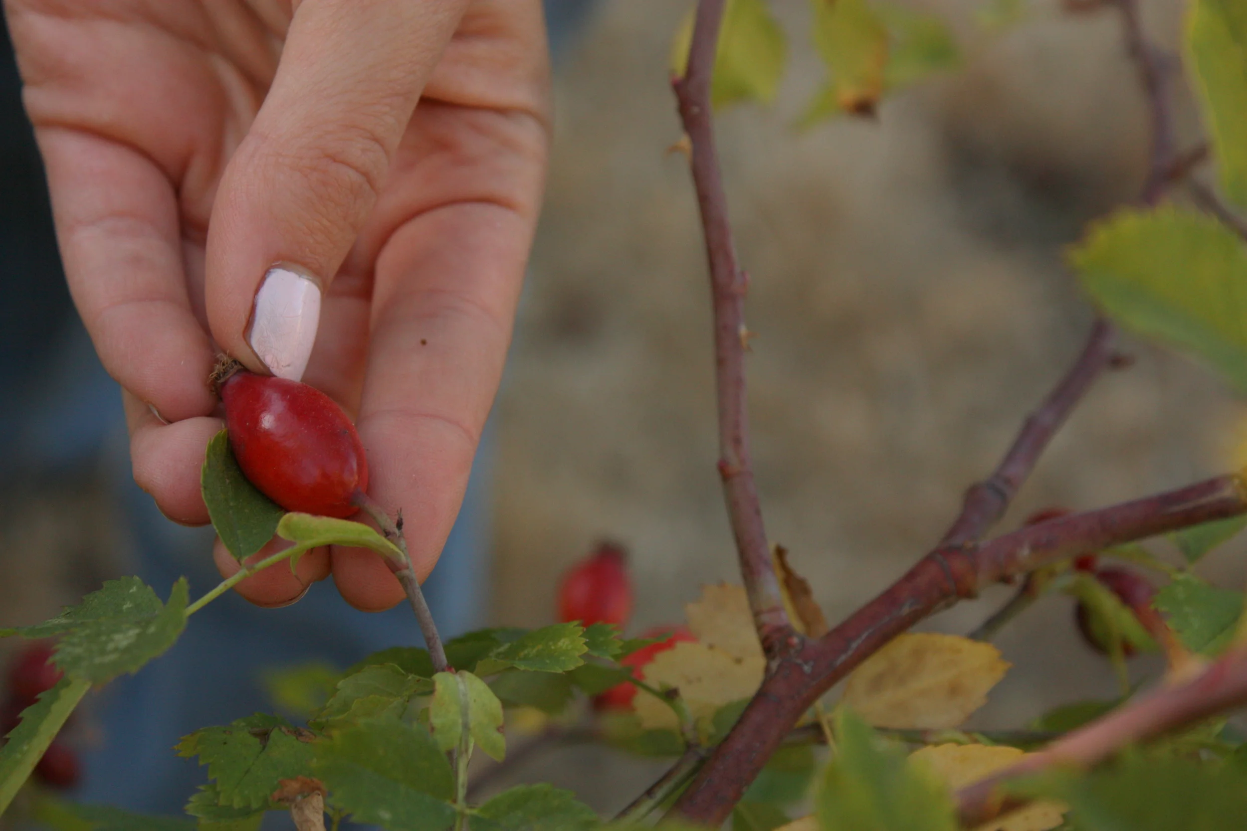  Rosehips... 