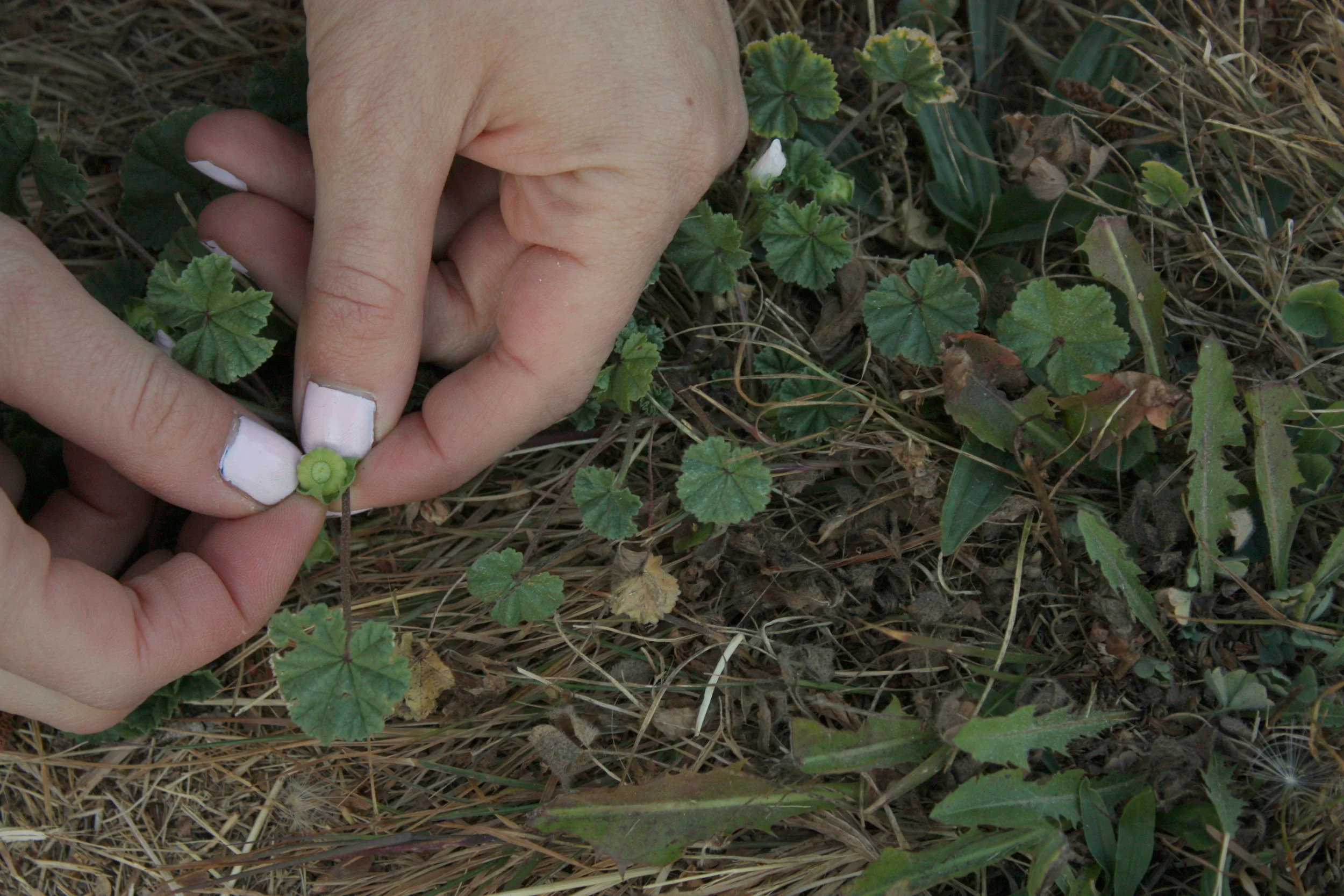  Mallow buttons - tasty!&nbsp; 