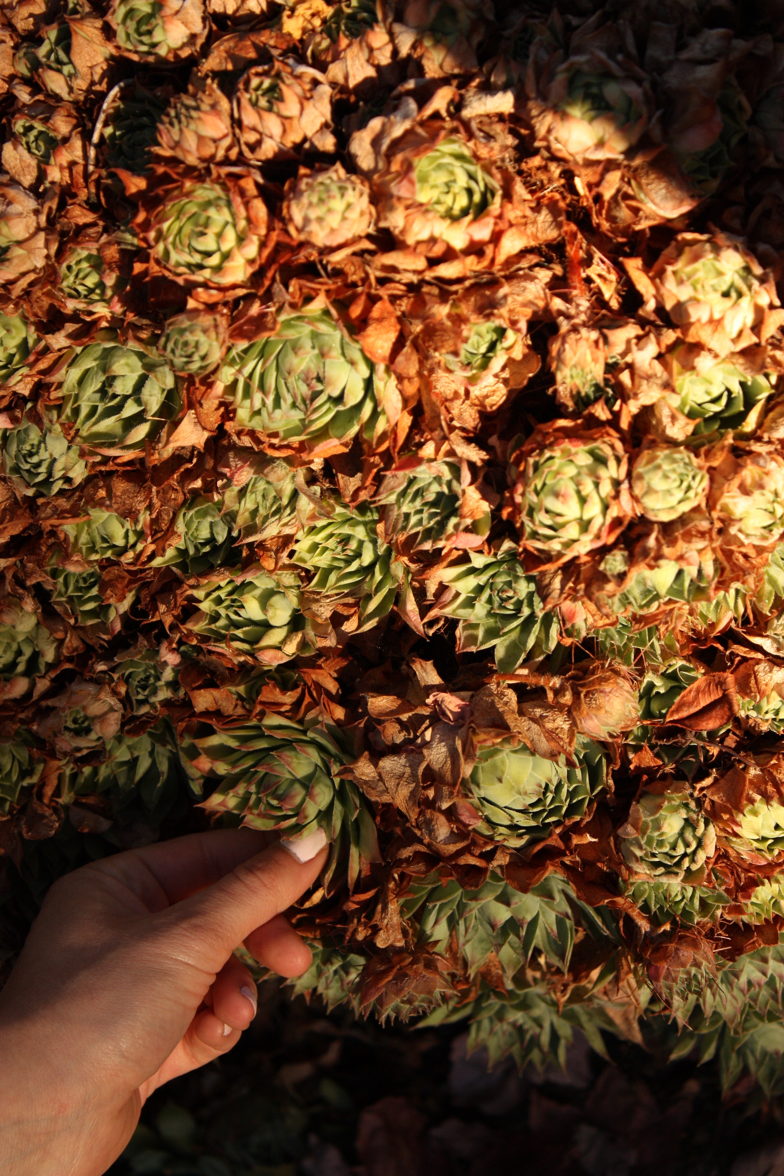  Hens and chicks. I never realized these were edible! I think they might be good in a stir-fry or sliced like nopal in a salad. Maybe even a quick pickle? &nbsp; Here's Becky's post on them . 