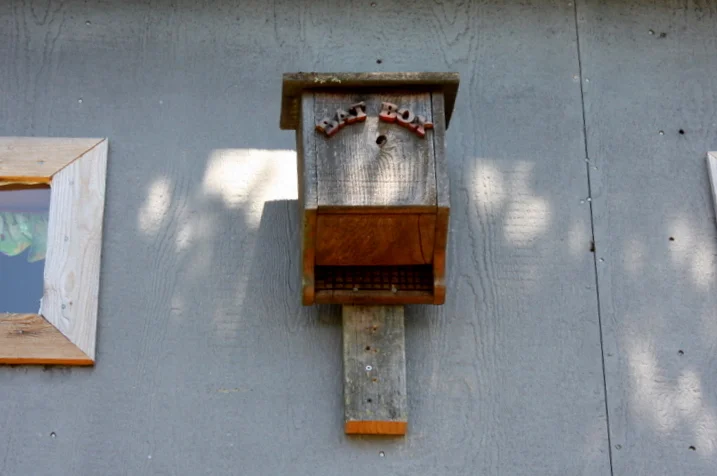  No bats yet live in the recently installed bat box (it can take a while for them to find it). 