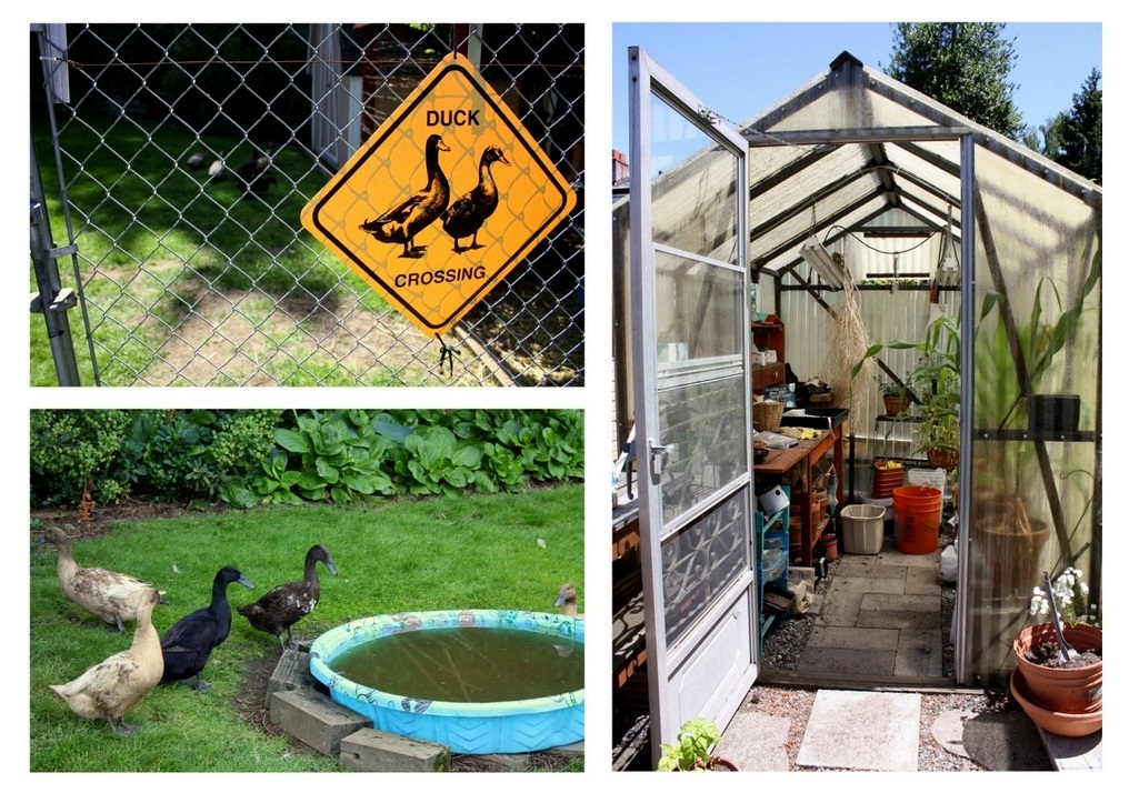 Next, we moved to BJ's Duck Eggs, home to these critters and a tidy garden shed.