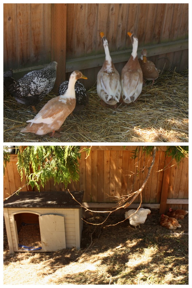 Three Bees has both ducks and chickens, who get along so well the chickens have moved into the duck house.
