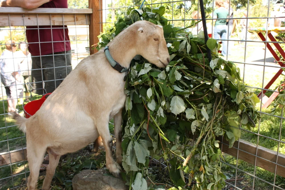  Three Bees is also home to Maple, who was extremely pregnant at the time of the tour. 
