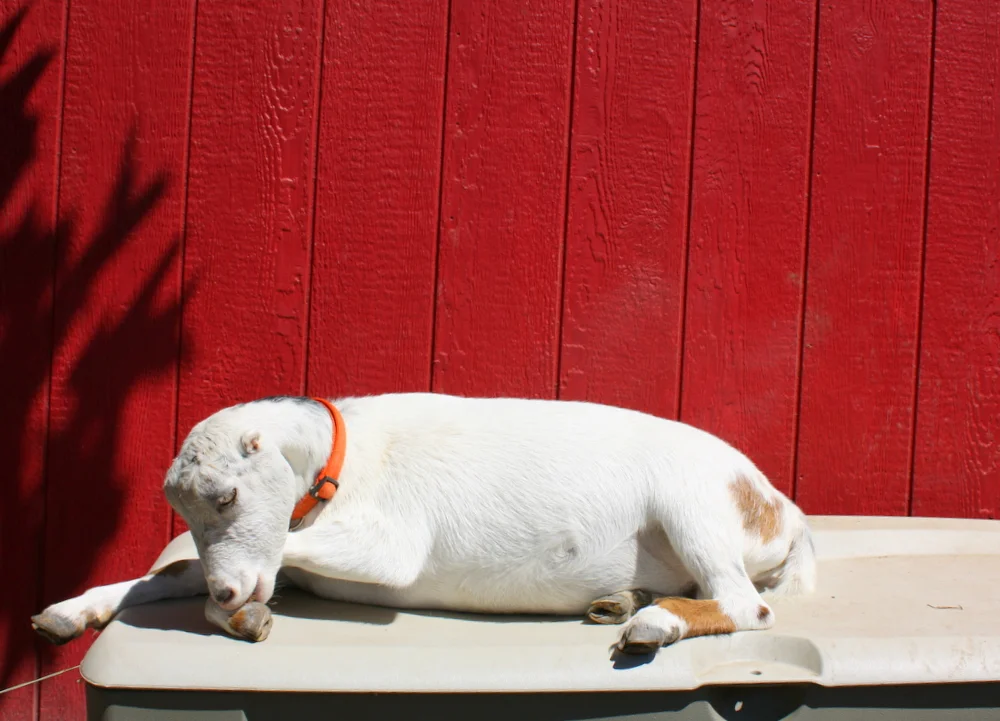  And here's Willow, who keeps Maple company, sunning herself next to the barn. 