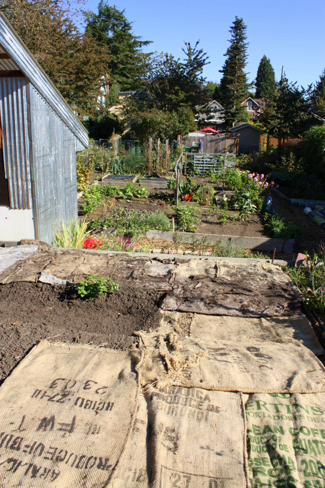 Roosevelt P-Patch, coffee sack ground cover.