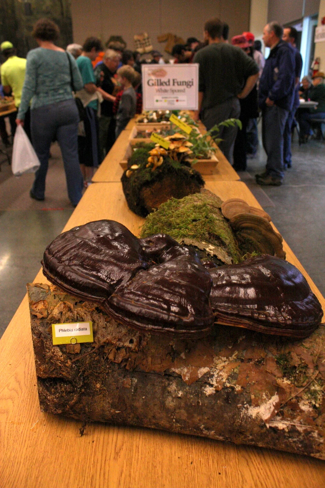  Although there is a marketplace (the year these photos were taken seemed to mostly have mushroom-related crafts and some mushroom growing kits), the show is more focused on education and appreciation than wild mushroom commerce. One year, some frien