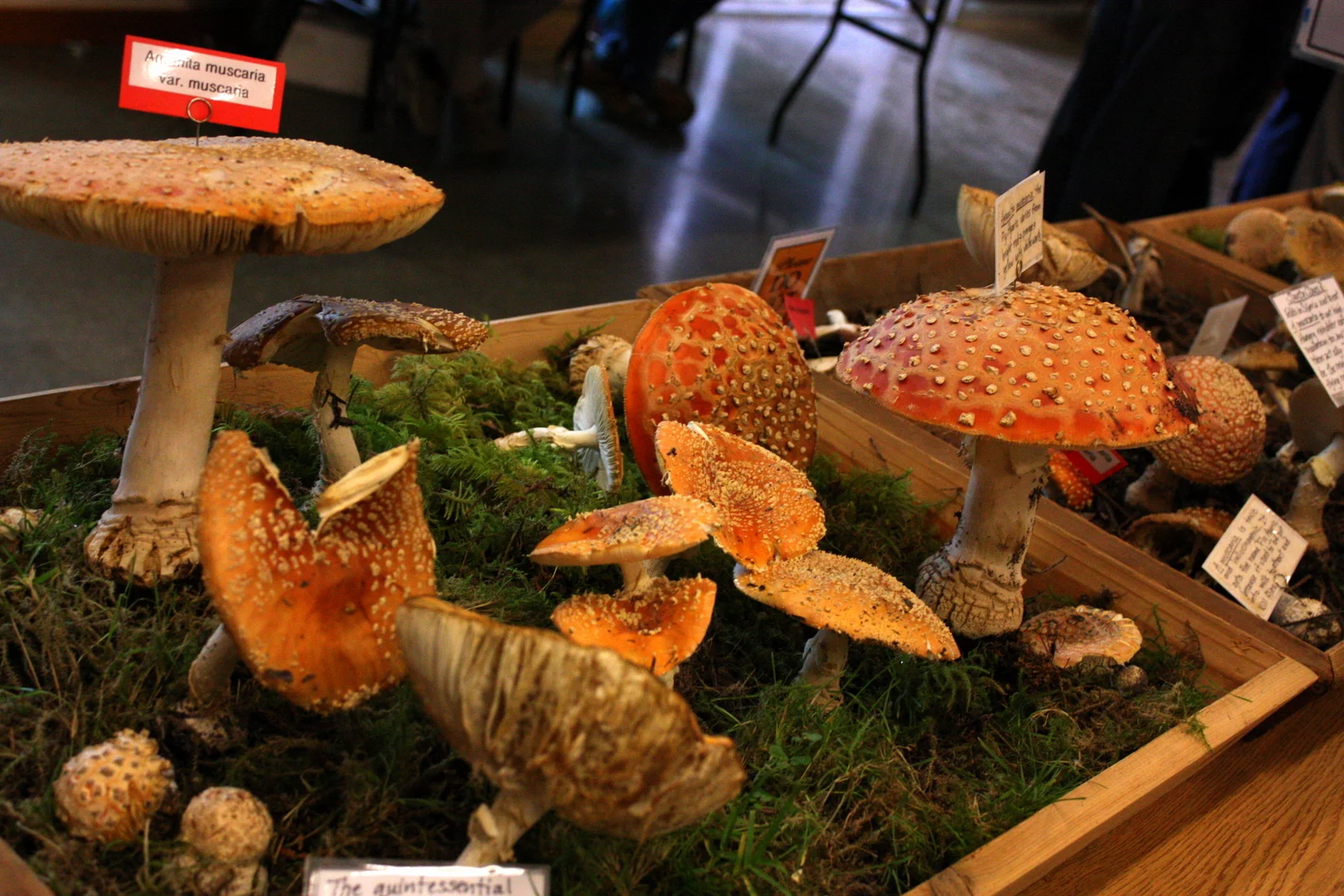 Puget Sound Mycological Society Mushroom Show