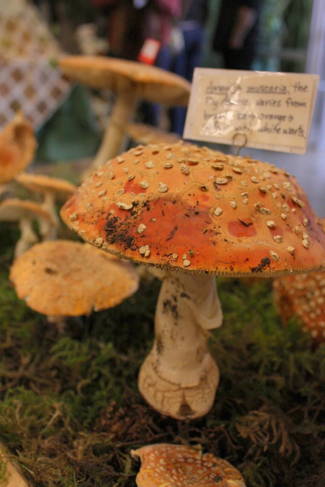  Here's a sampling of the variety of mushrooms you might meet. Amanita muscaria (Fly Agaric).&nbsp; 