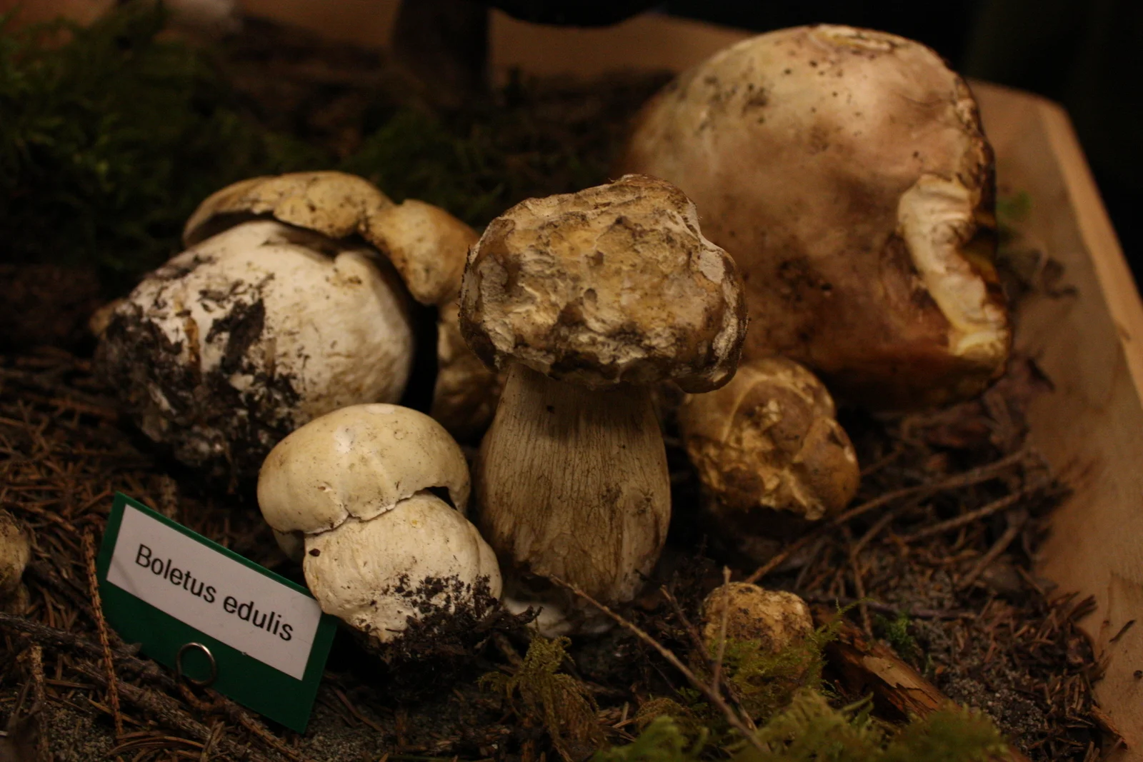  Boletus edulis 