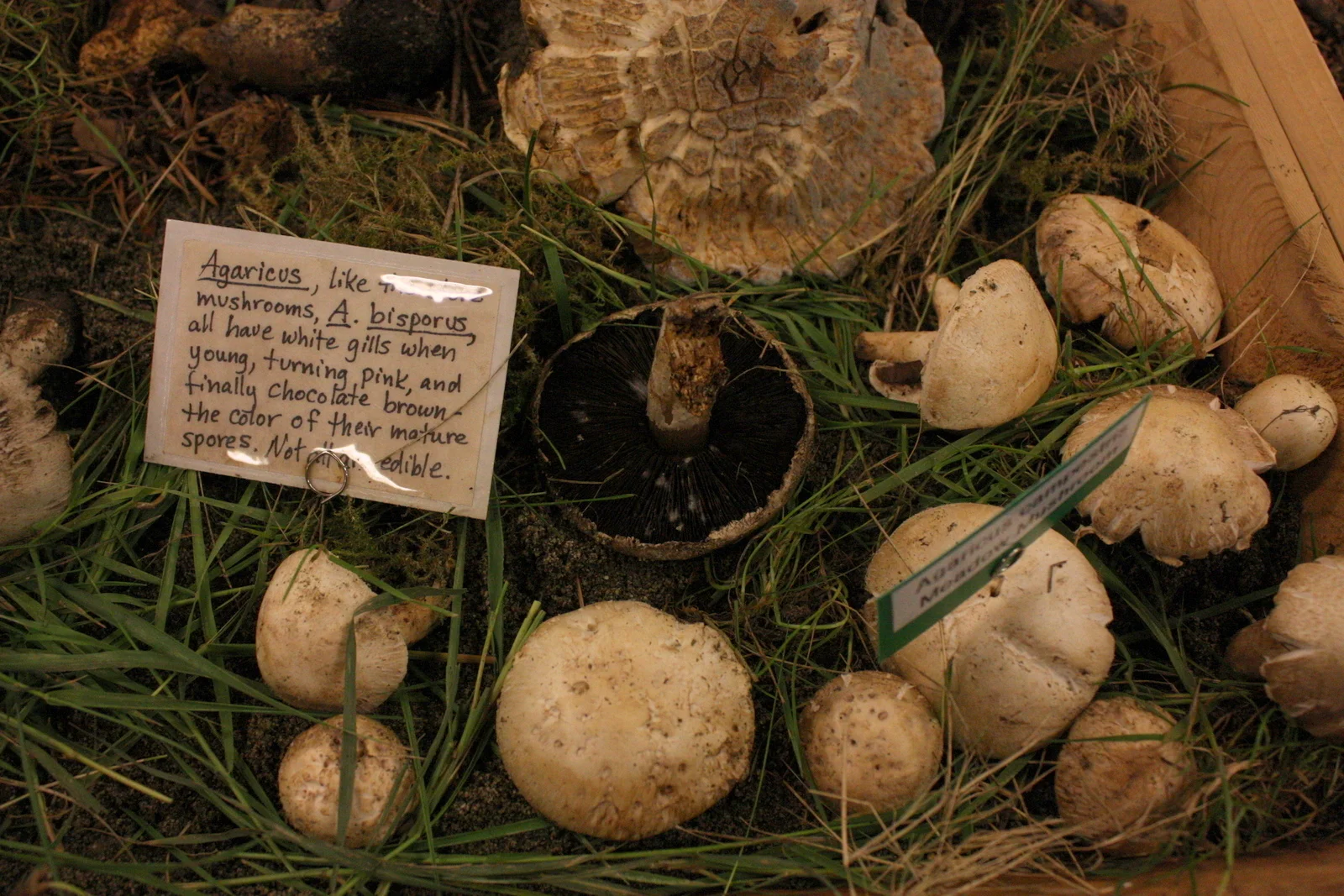  Agaricus, the genus of the popular button mushroom Agaricus bisporus. 