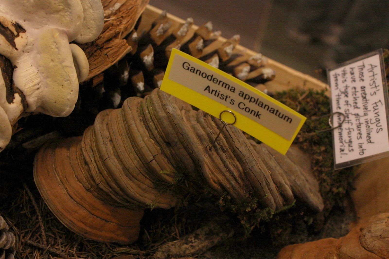  Ganoderma applanatum (Artist's Conk). These are quite common around the Sound. You can write or draw on the pale-colored underside of the shelf mushroom; it turns brown when scratched. If you see this on a tree, it means the tree might not be long f