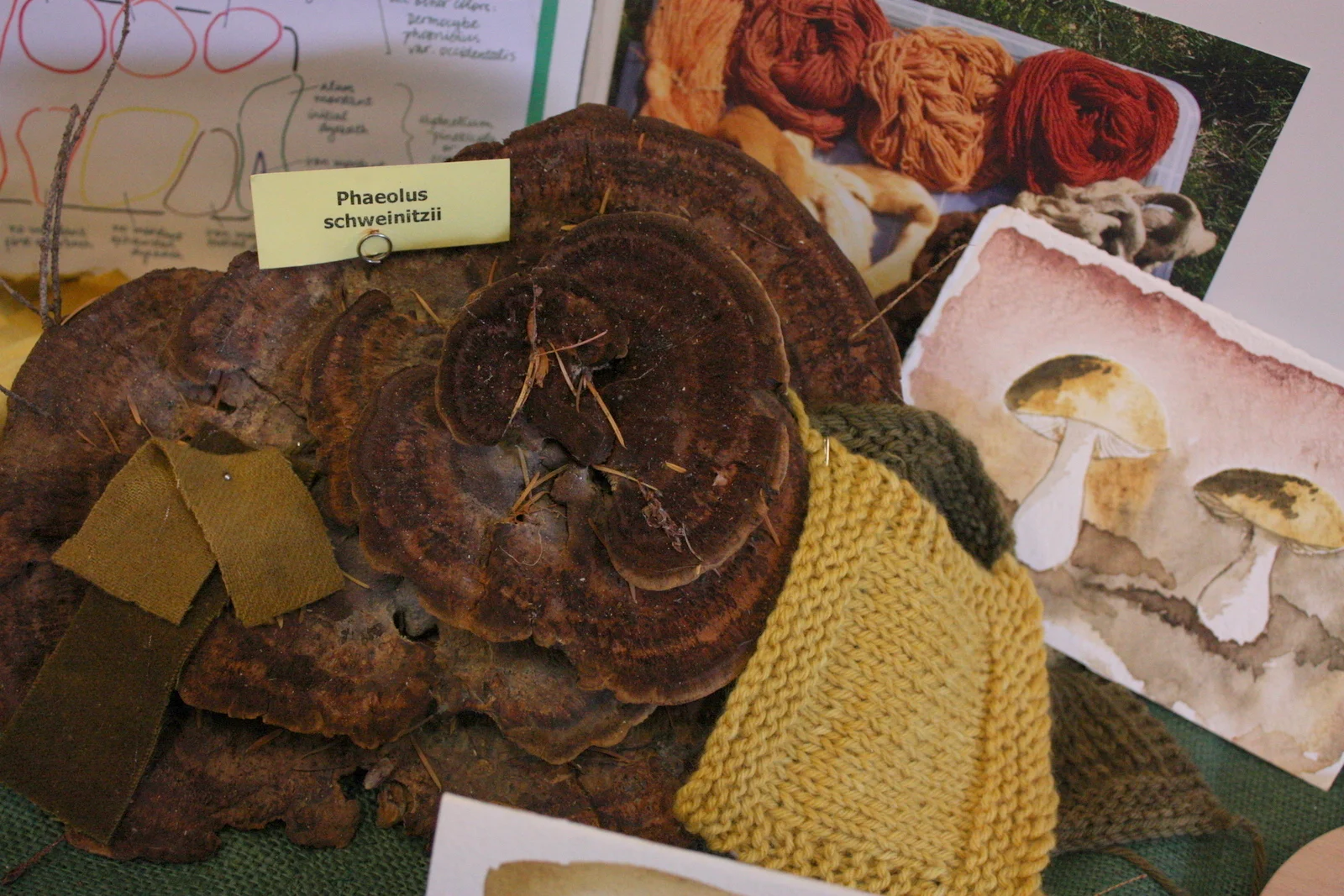  And there are examples of some mushroom crafts, like mushroom dyeing. 