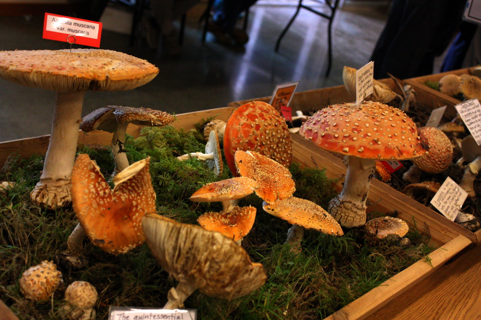 Puget Sound Mycological Society Mushroom Show