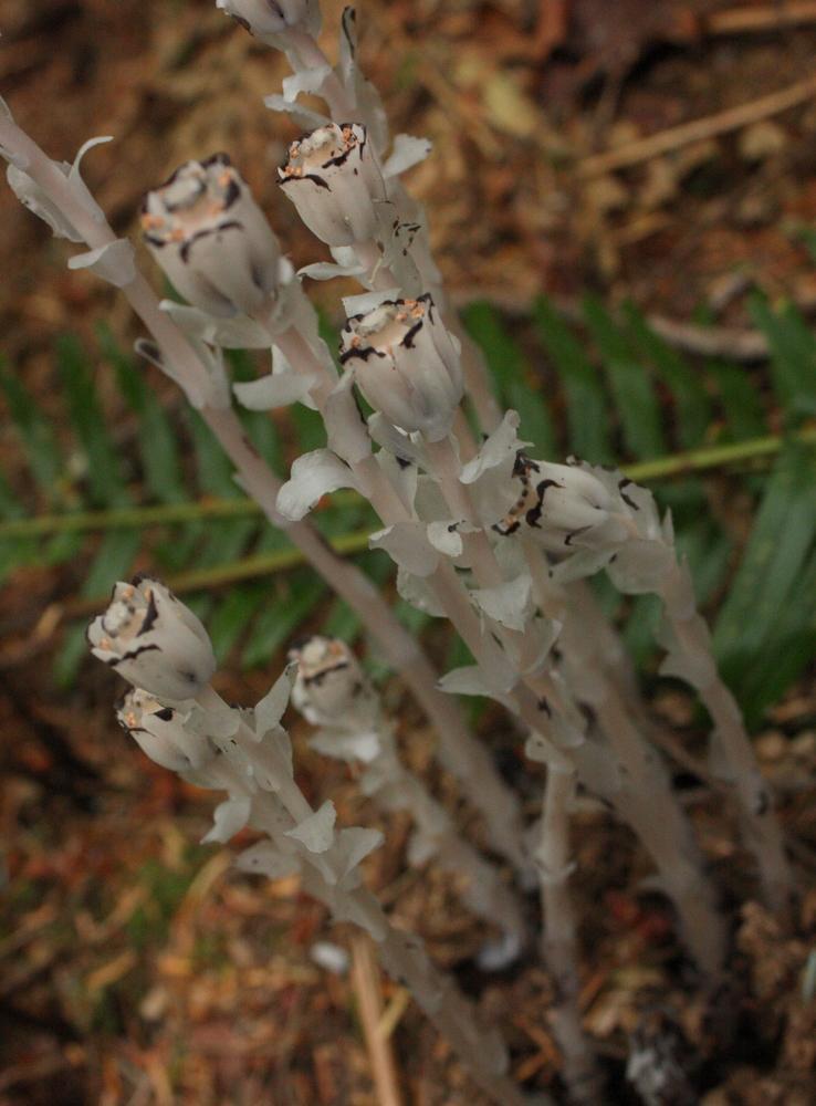 After the snail, it was clear that what the May Valley Trail had to offer was...the jolie laide side of nature and that I should just go with it. Next I spotted this, the Indian Pipe (Monotropa uniflora). AKA Ghost Plant, Indian Pipe, or Corpse Plant. It is very weird. It feels like a mushroom, kind of fleshy and sproingy. Per wikipedia: it "does not contain chlorophyll. Instead of generating energy from sunlight, it is parasitic...Its hosts are certain fungi that are mycorrhizal with trees, meaning it ultimately gets its energy from photosynthetic trees. Since it is not dependent on sunlight to grow, it can grow in very dark environments as in the understory of dense forest." So basically it's a vampire plant.